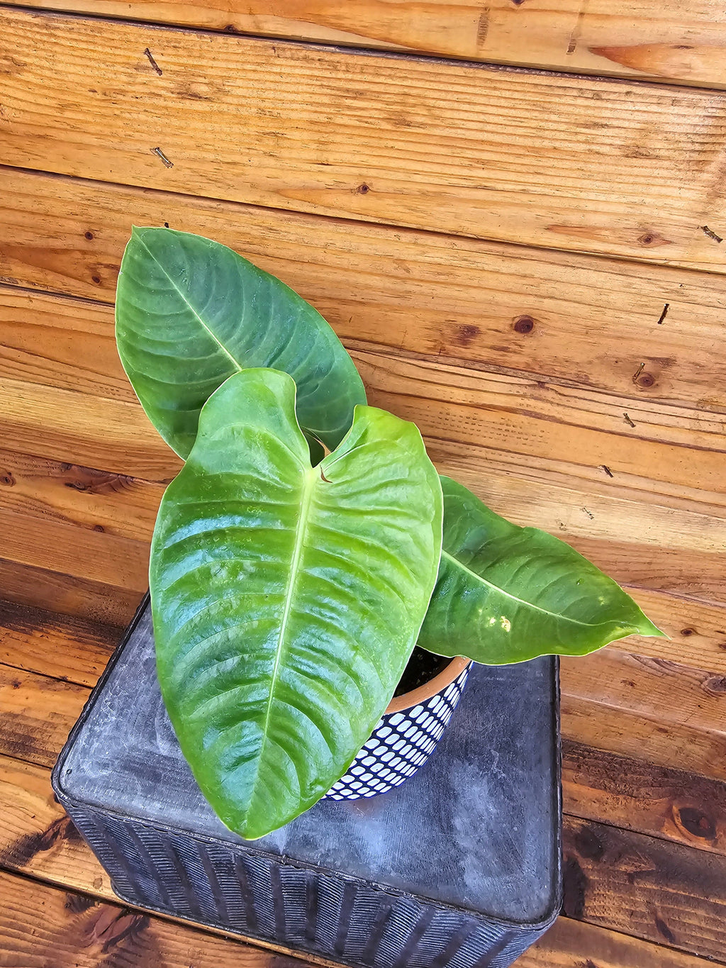 Anthurium Veitchii King, 6" Plant