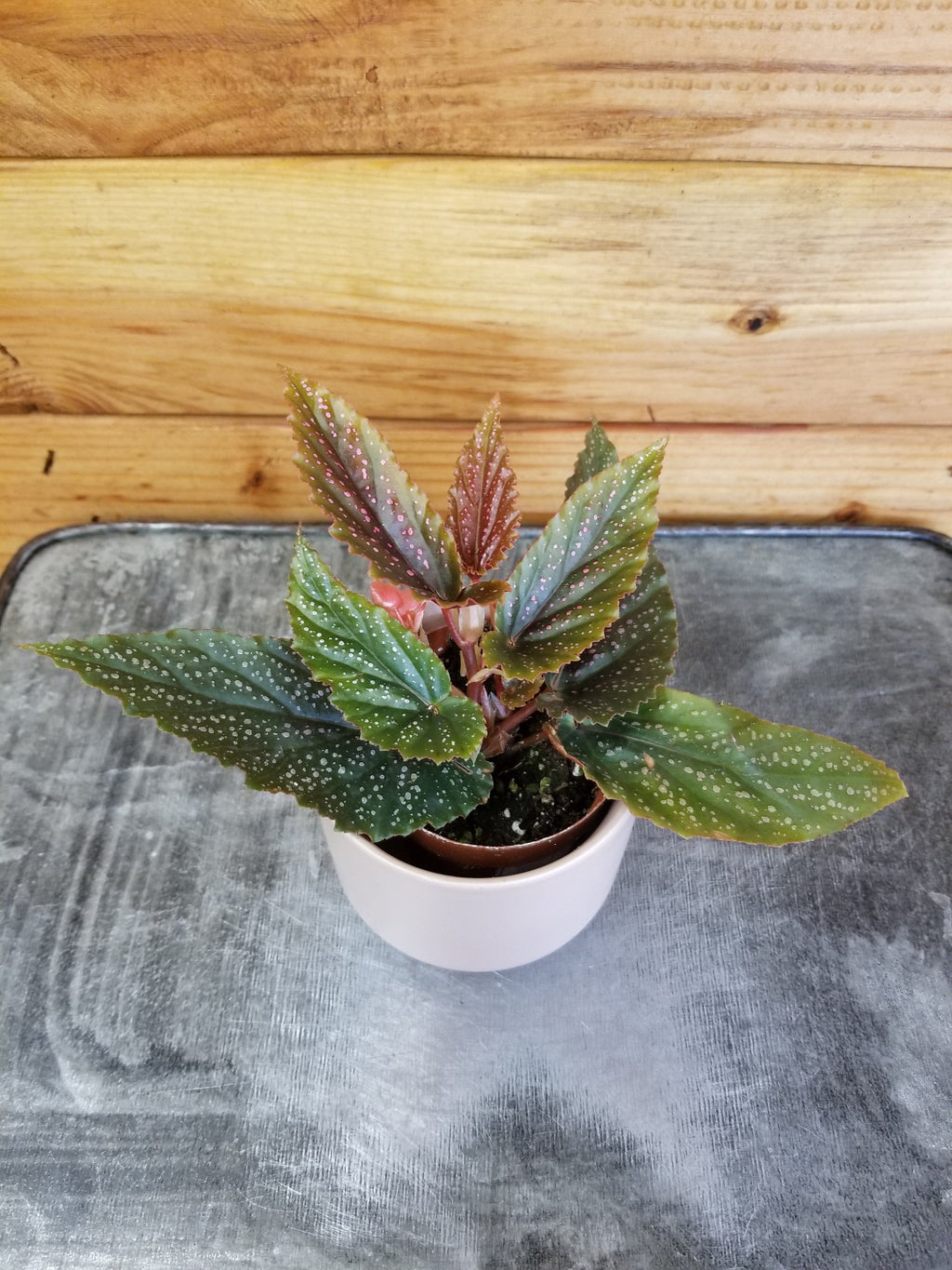 Begonia Angel Wing Benigo Pink, 2” Plant