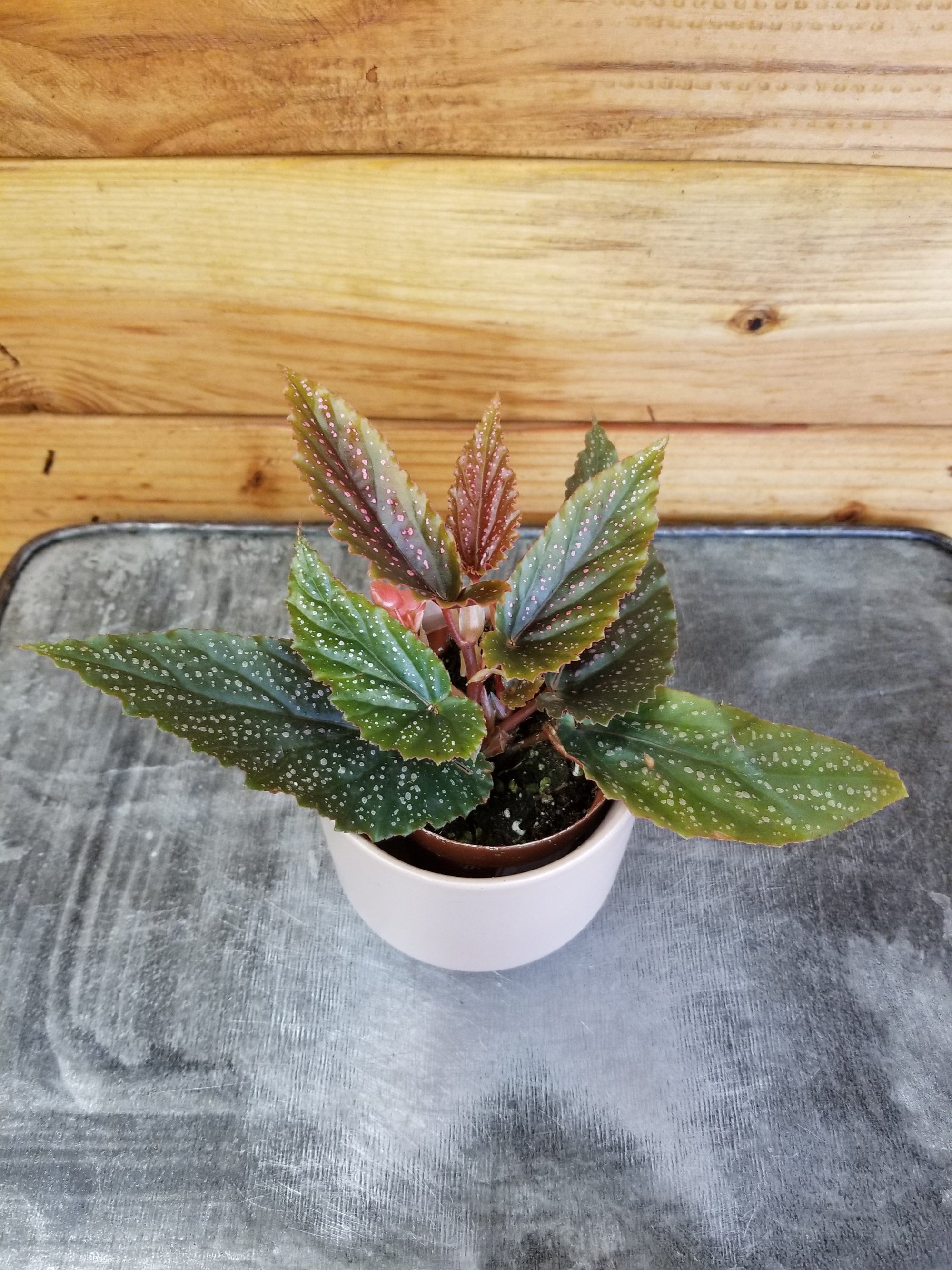 Begonia Angel Wing Benigo Pink, 2” Plant