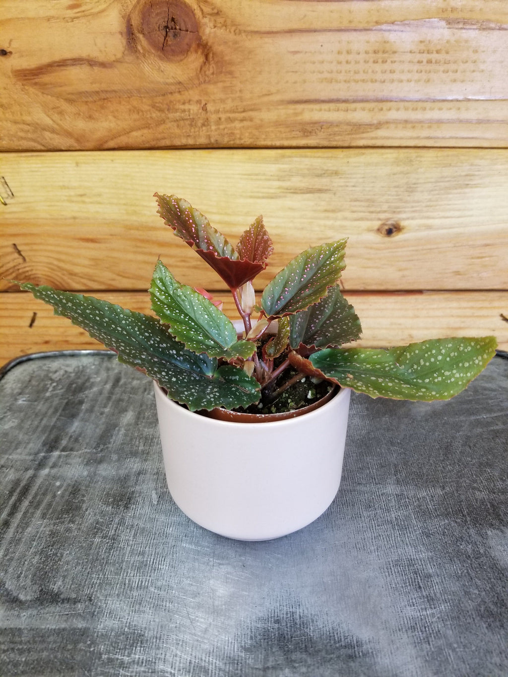 Begonia Angel Wing Benigo Pink, 2” Plant