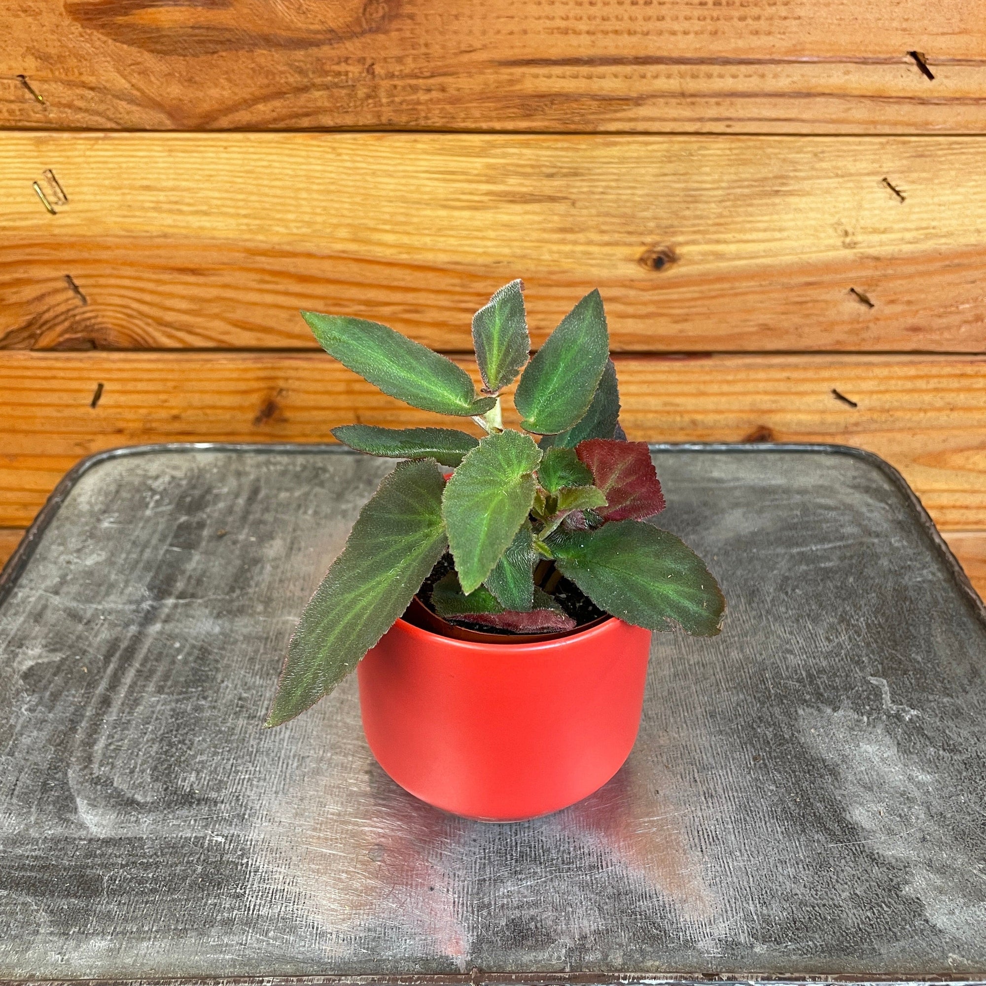 Begonia Angel Wing Brazilian Lady, 2" Plant