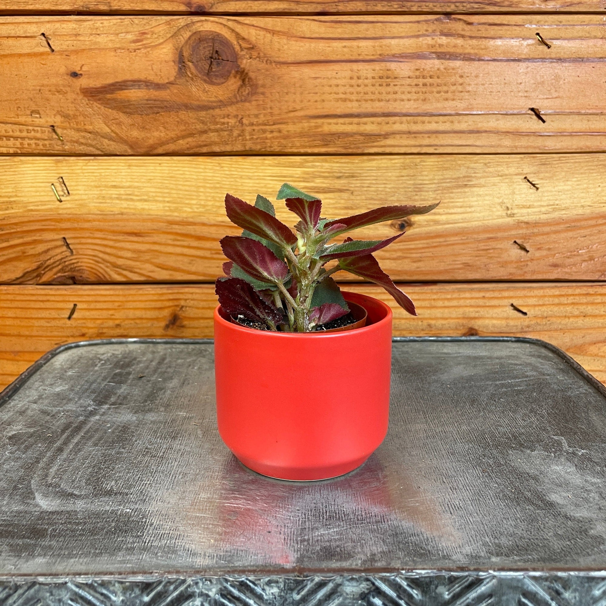 Begonia Angel Wing Brazilian Lady, 2" Plant