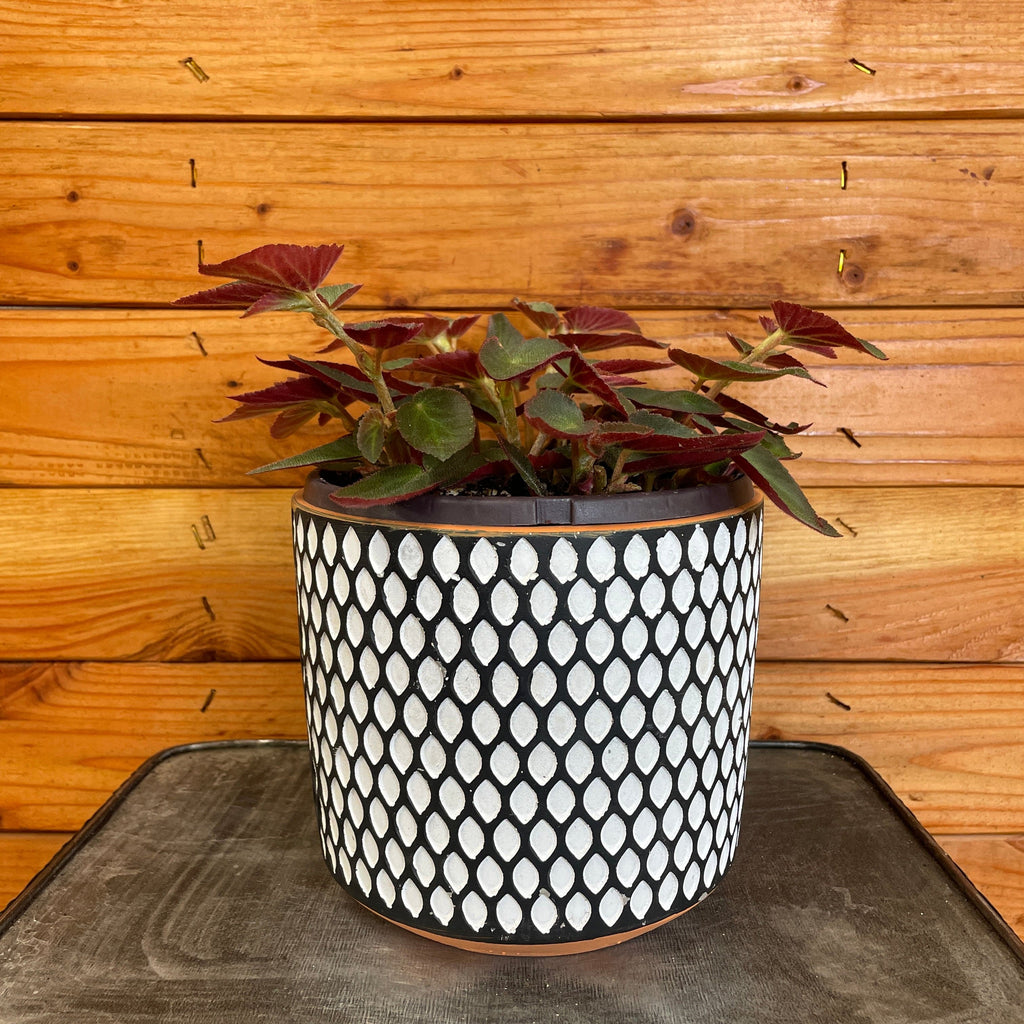 Begonia Angel Wing Brazilian Lady, 6" Plant