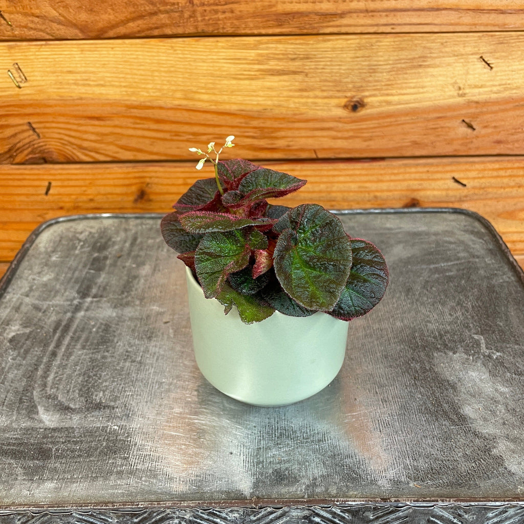 Begonia Manaus, 2" Plant