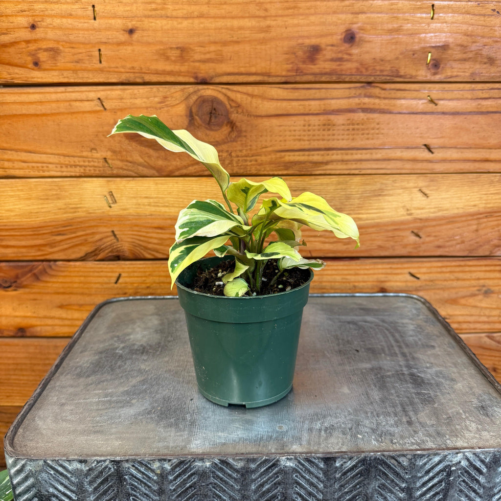 Calathea Yellow Fusion, 4" Plant