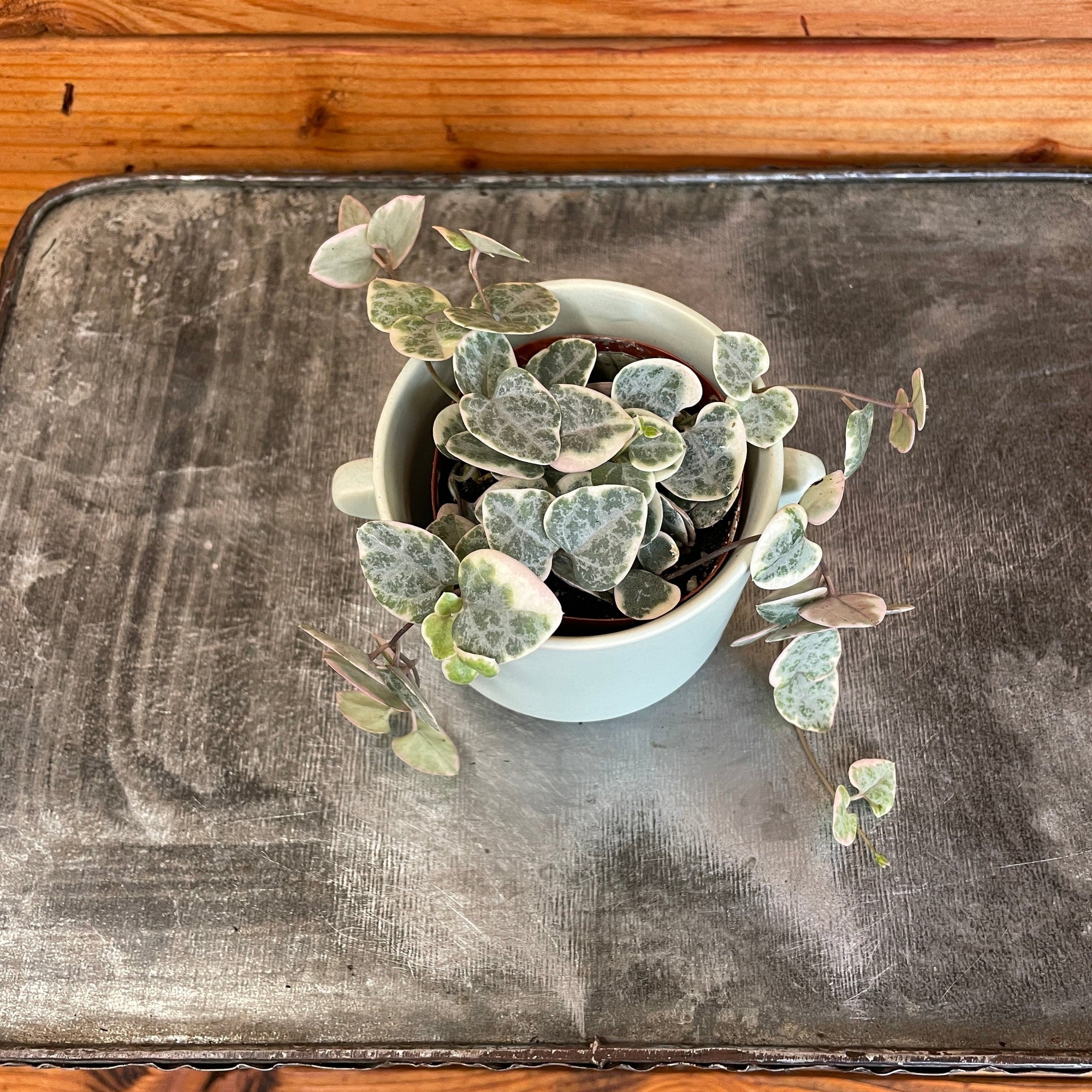 Ceropegia Woodii String of Hearts Variegated, 2" Plant