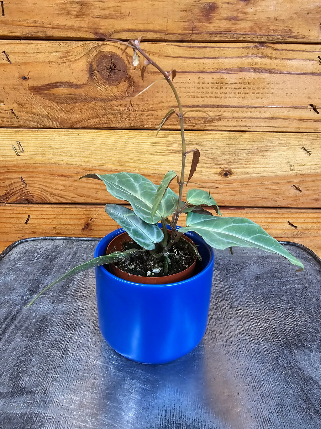 Cissus Amazonica, 2" Plant