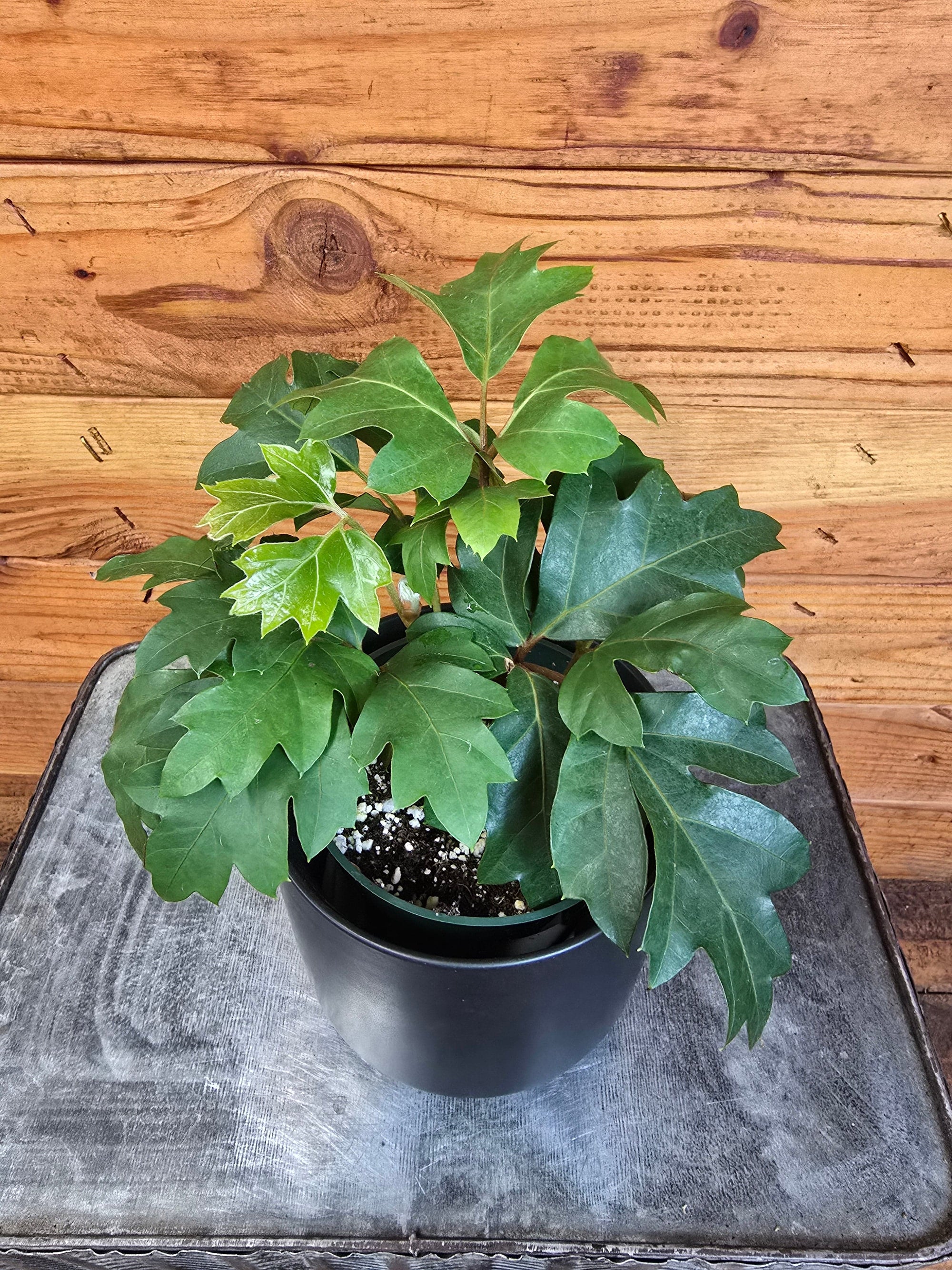 Cissus Oak Leaf Ivy, 4" Plant