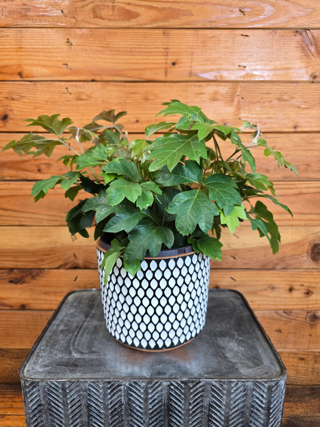 Cissus Oak Leaf Ivy, 6” Plant