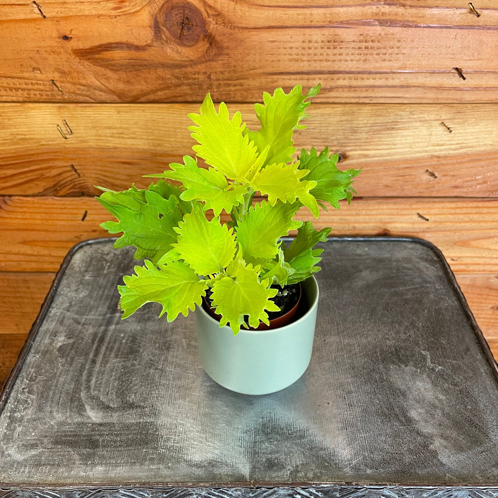 Coleus Wasabi, 2" Plant