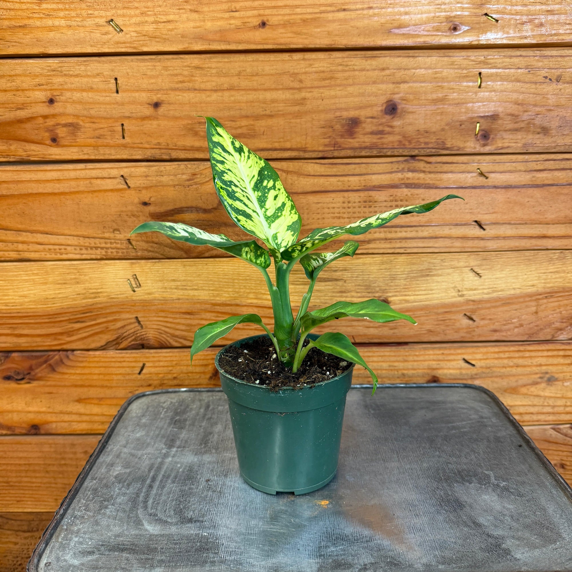Dieffenbachia Sublime, 4" Plant