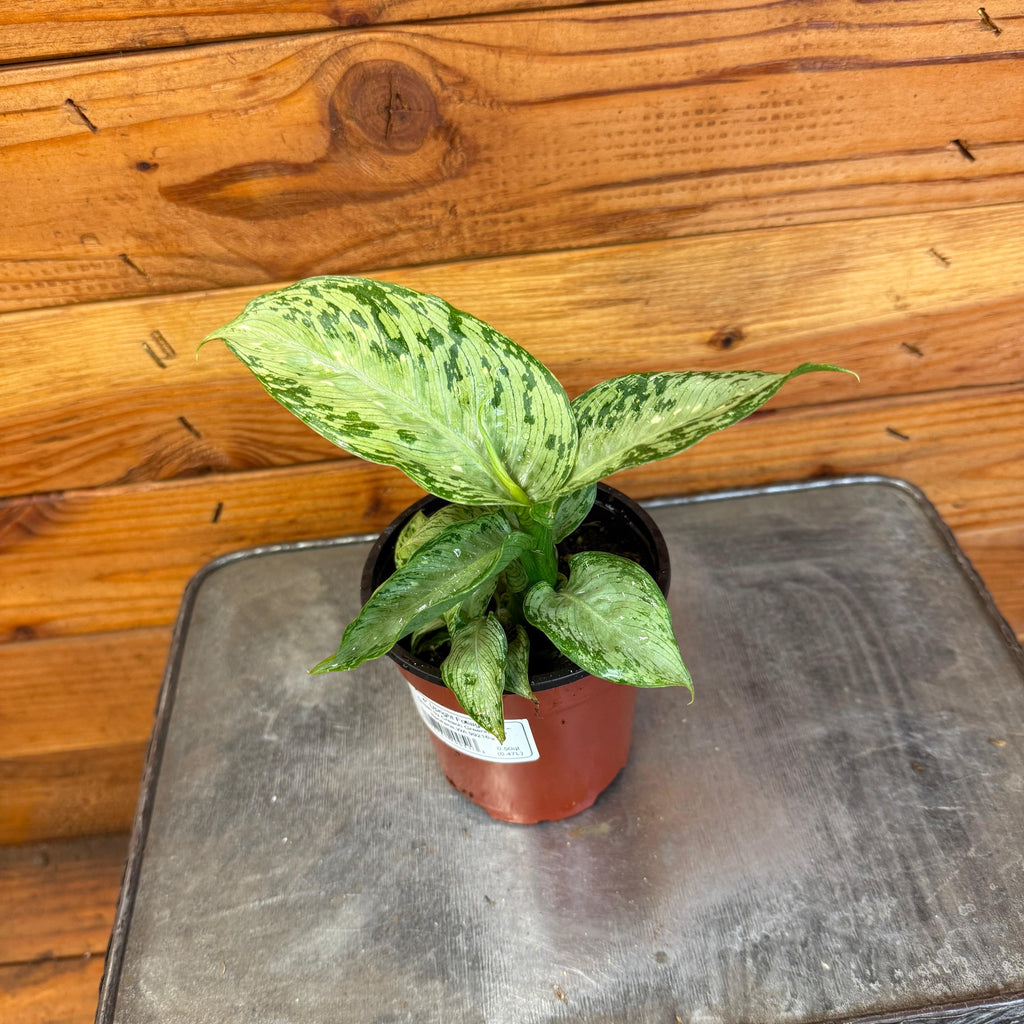 Dieffenbachia Tiki, 4" Plant