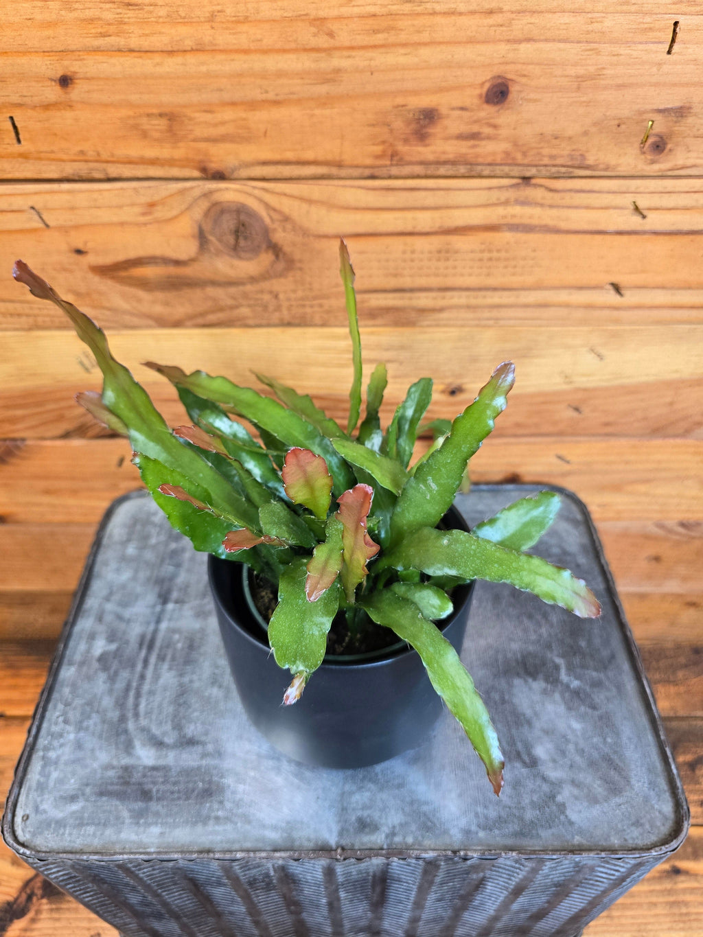 Epiphyllum Anguliger Fire Orchid Cactus, 4" Plant