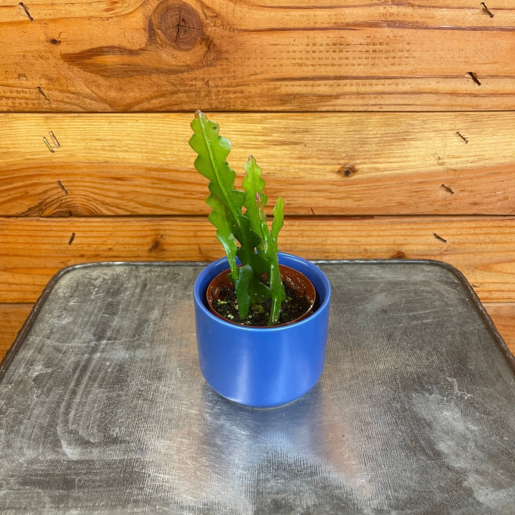 Epiphyllum Anguliger Ric Rac Cactus, 2" Plant