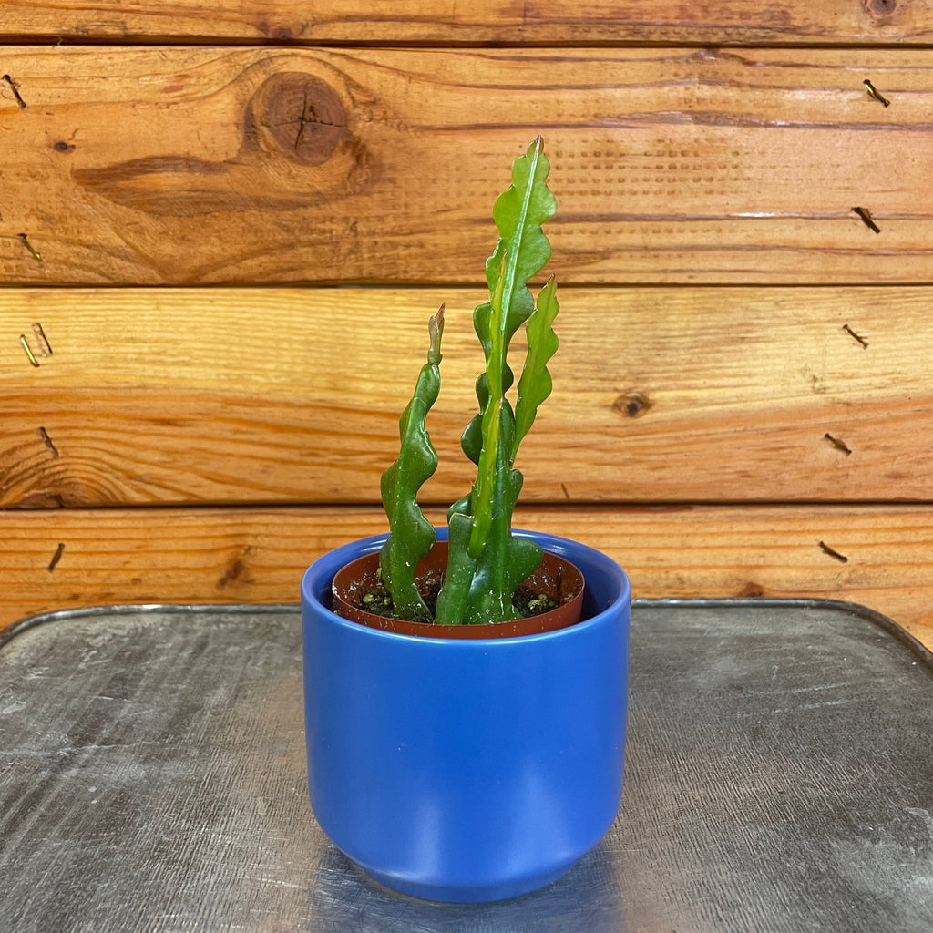 Epiphyllum Anguliger Ric Rac Cactus, 2" Plant