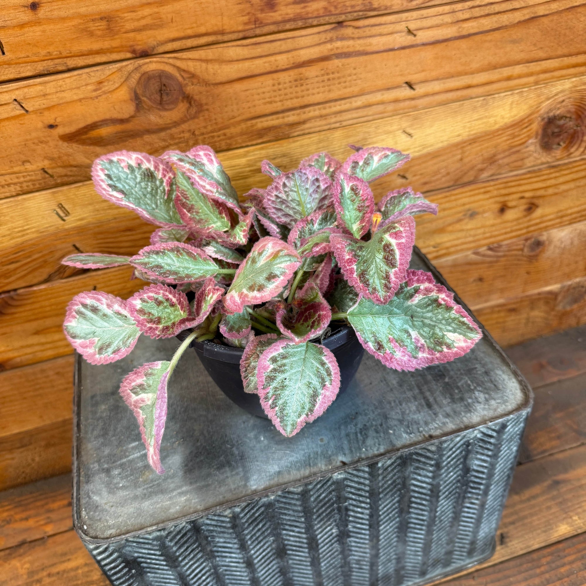 Episcia Pink Brocade, 6" Plant