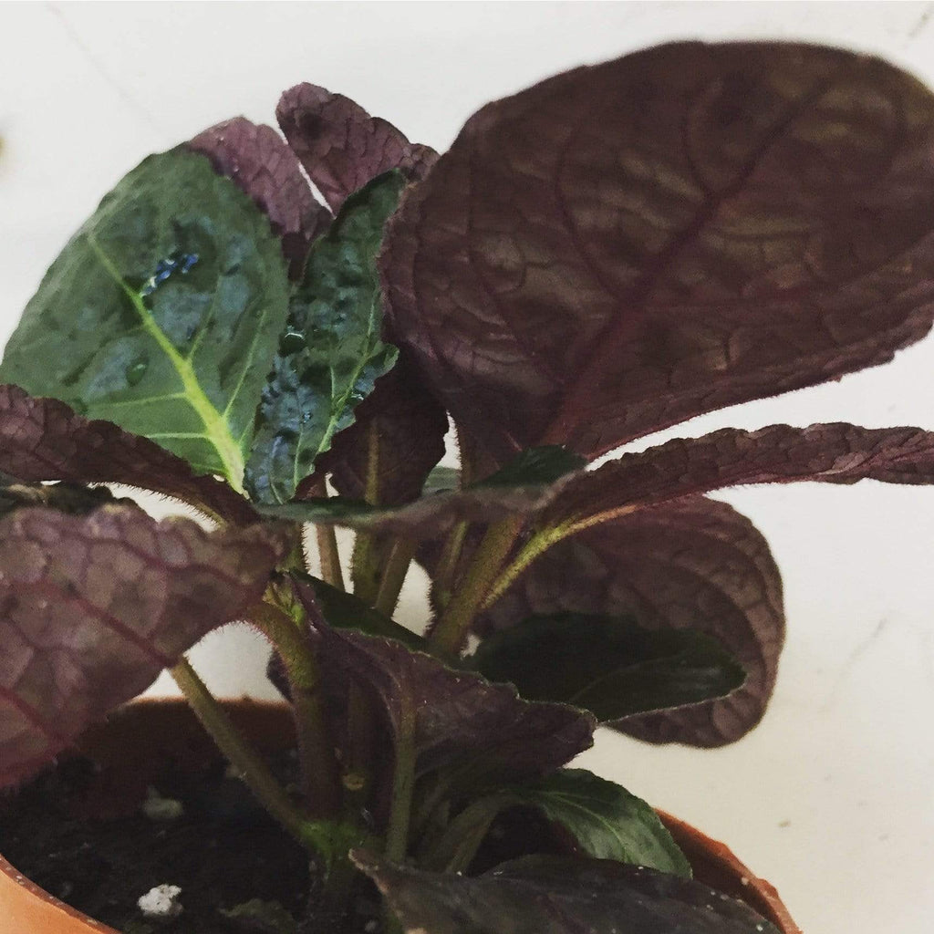 Hemigraphis alternata Purple Waffle, 2" Plant