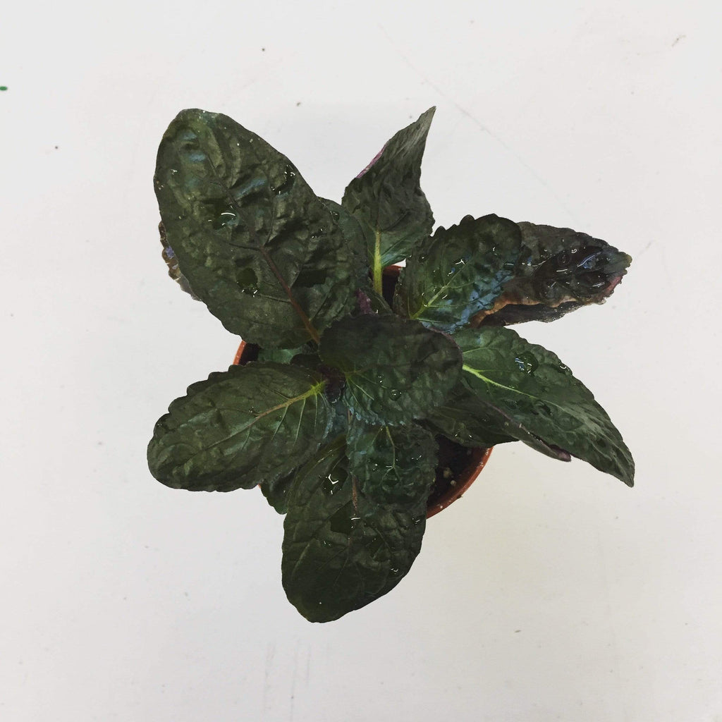 Hemigraphis alternata Purple Waffle, 2" Plant