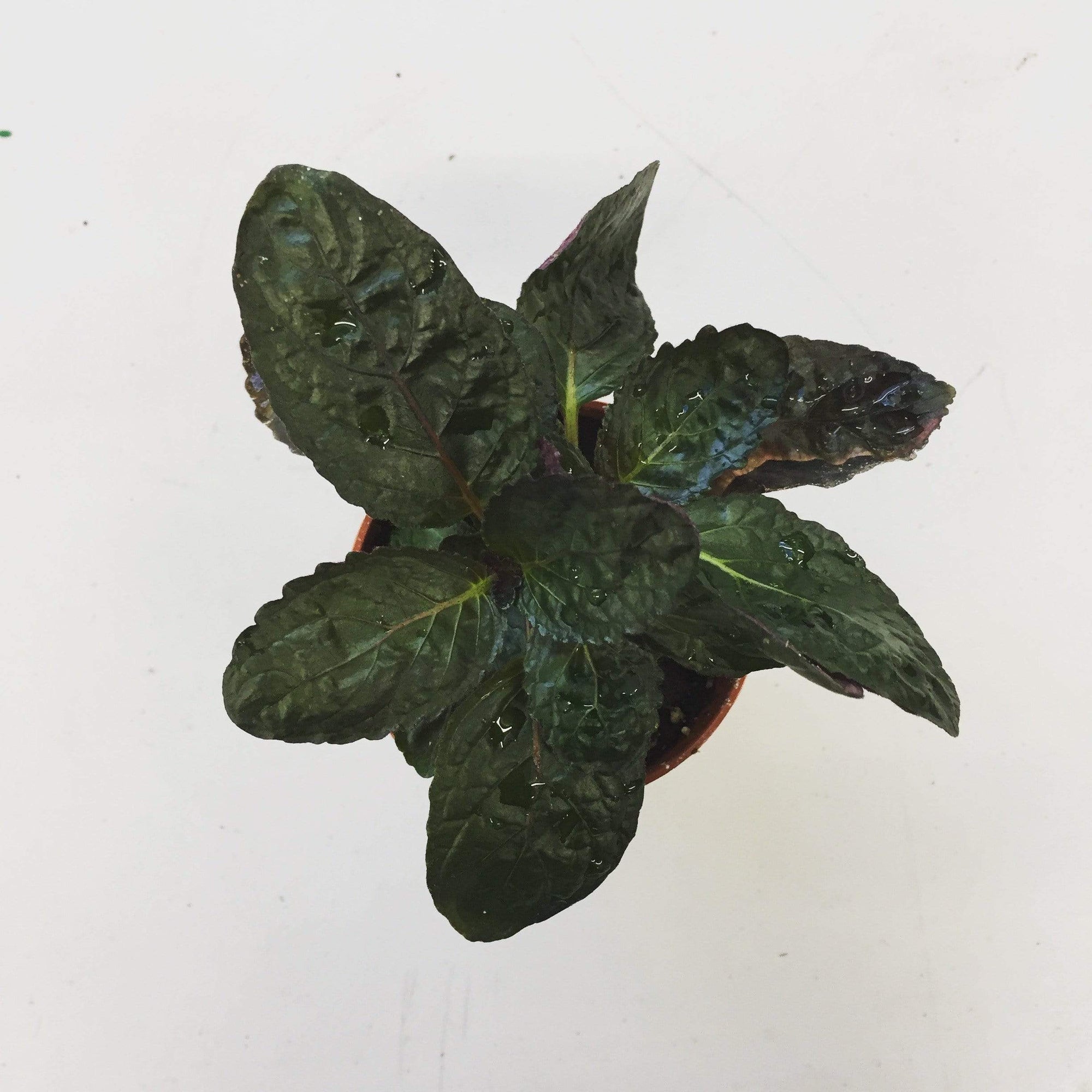 Hemigraphis alternata Purple Waffle, 2" Plant