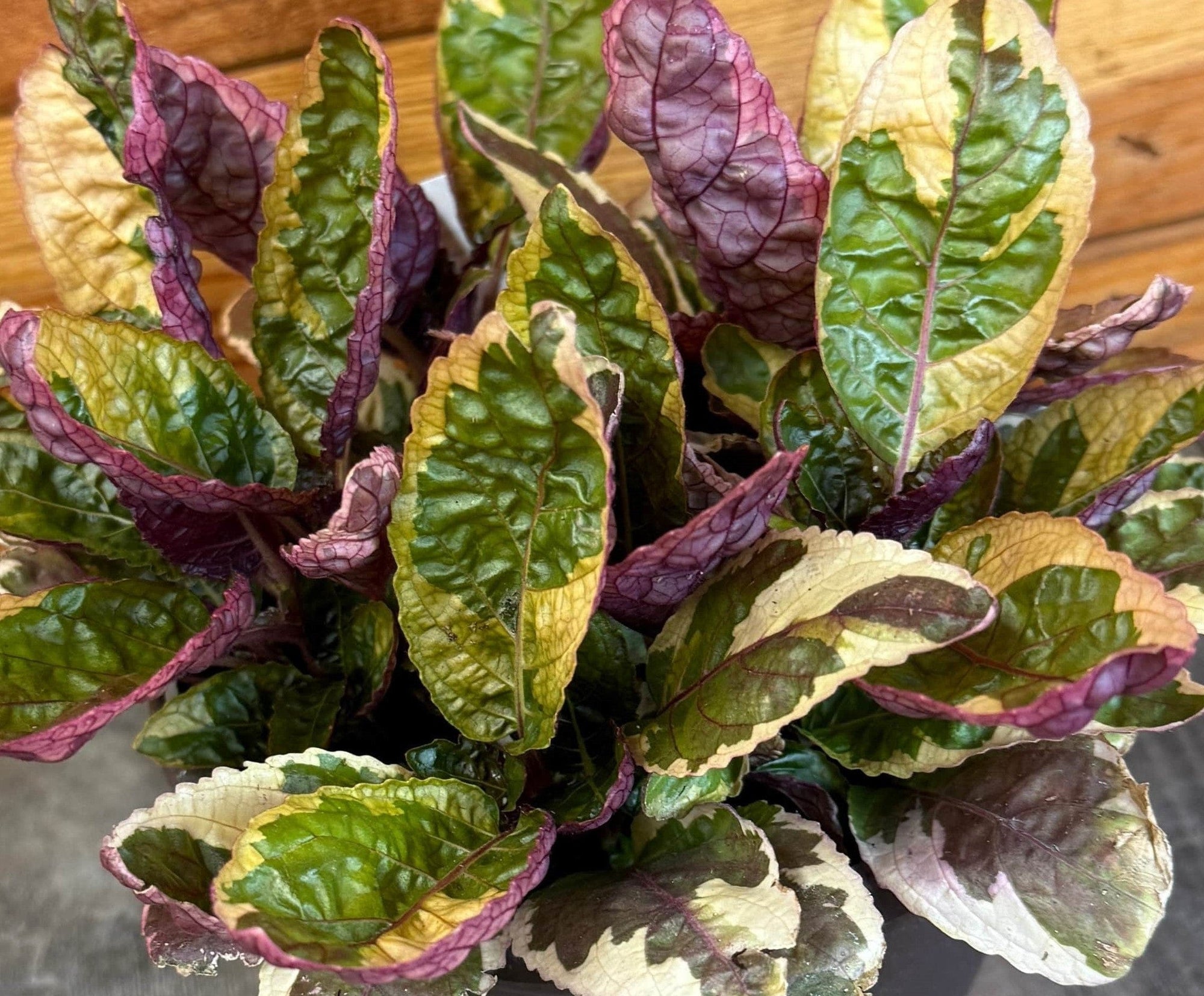 Hemigraphis Variegated Waffle, 6" Plant