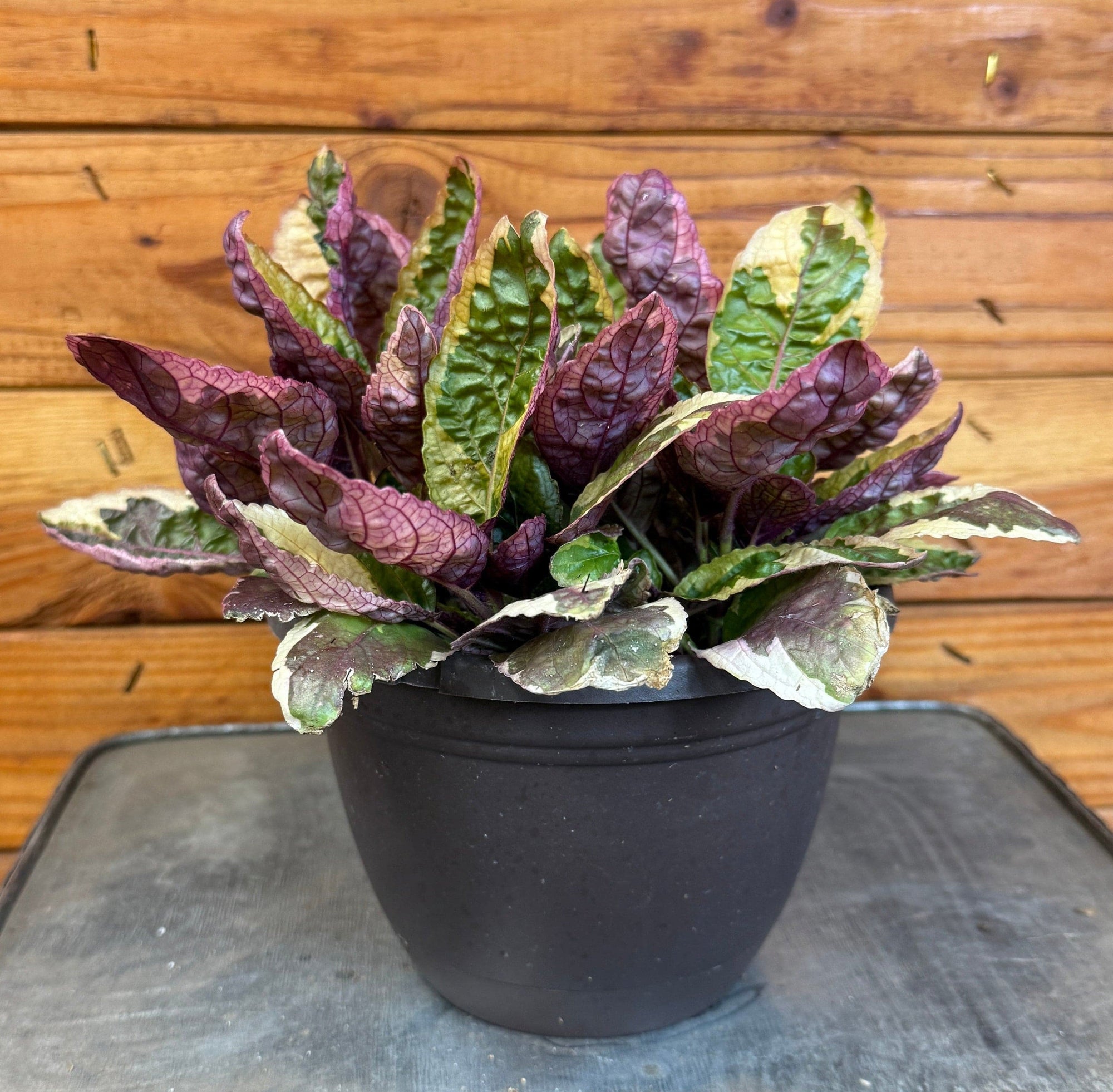 Hemigraphis Variegated Waffle, 6" Plant