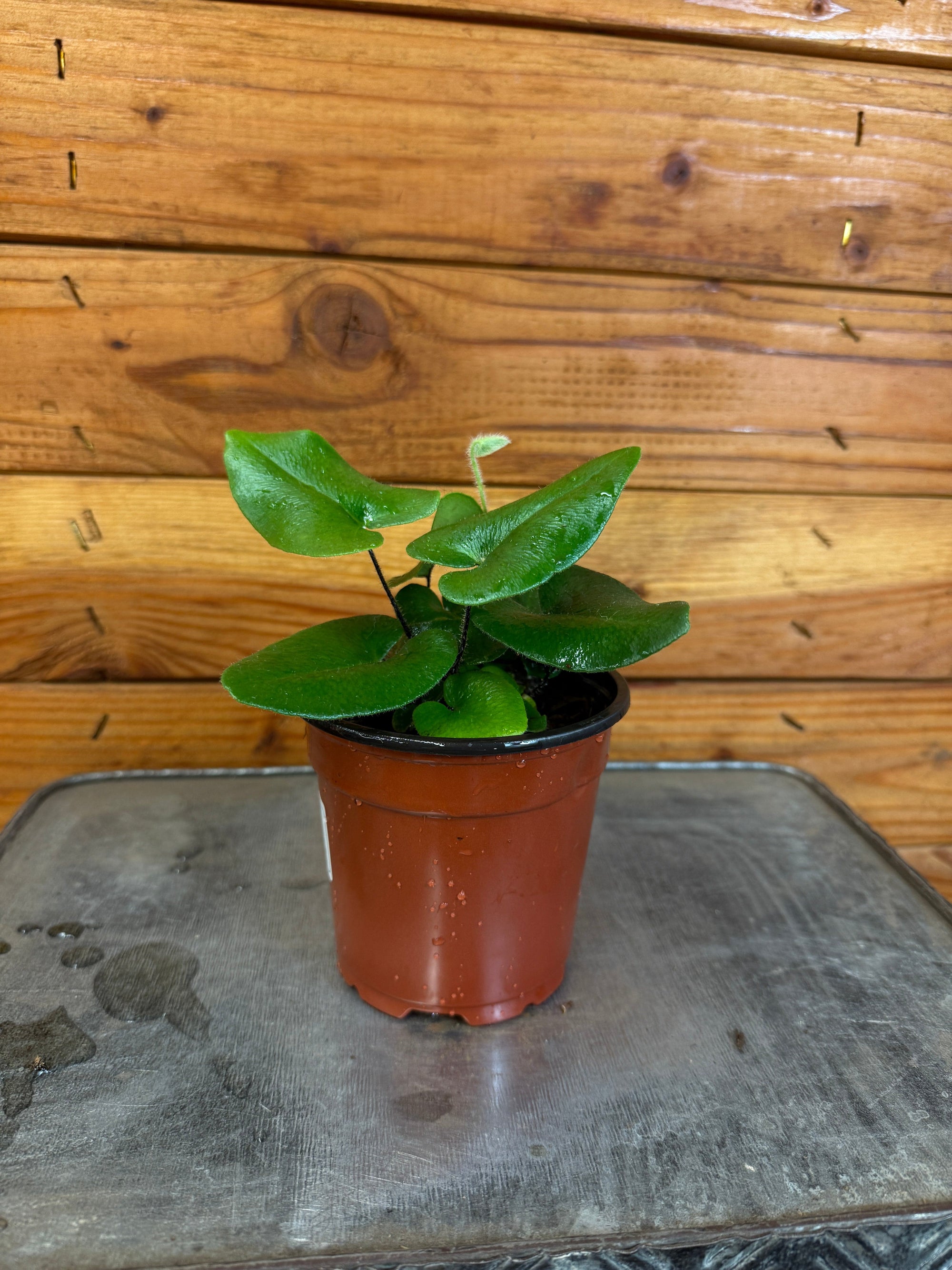 Hemionitis Arifolia Heart Fern, 4" Plant
