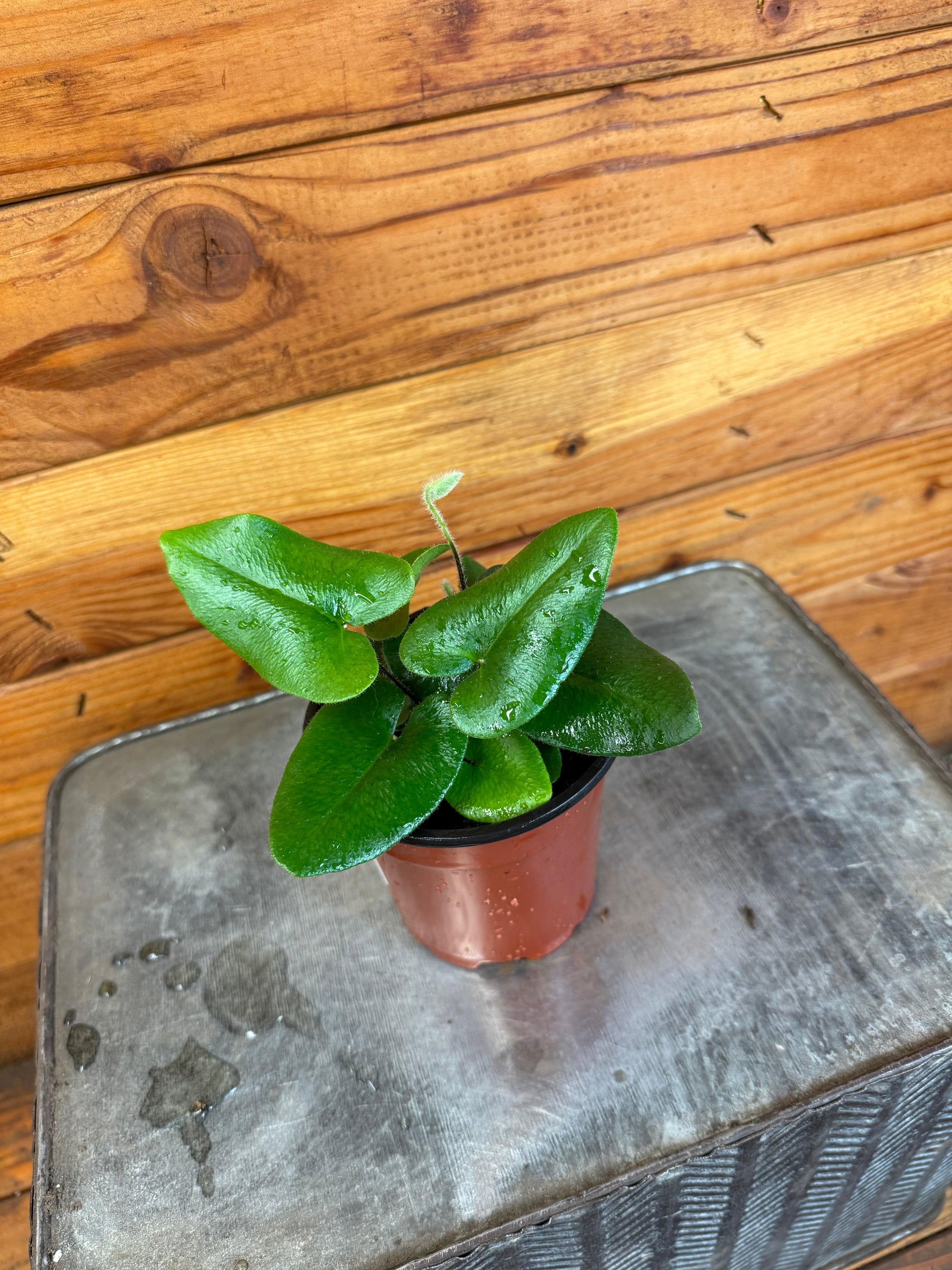 Hemionitis Arifolia Heart Fern, 4" Plant