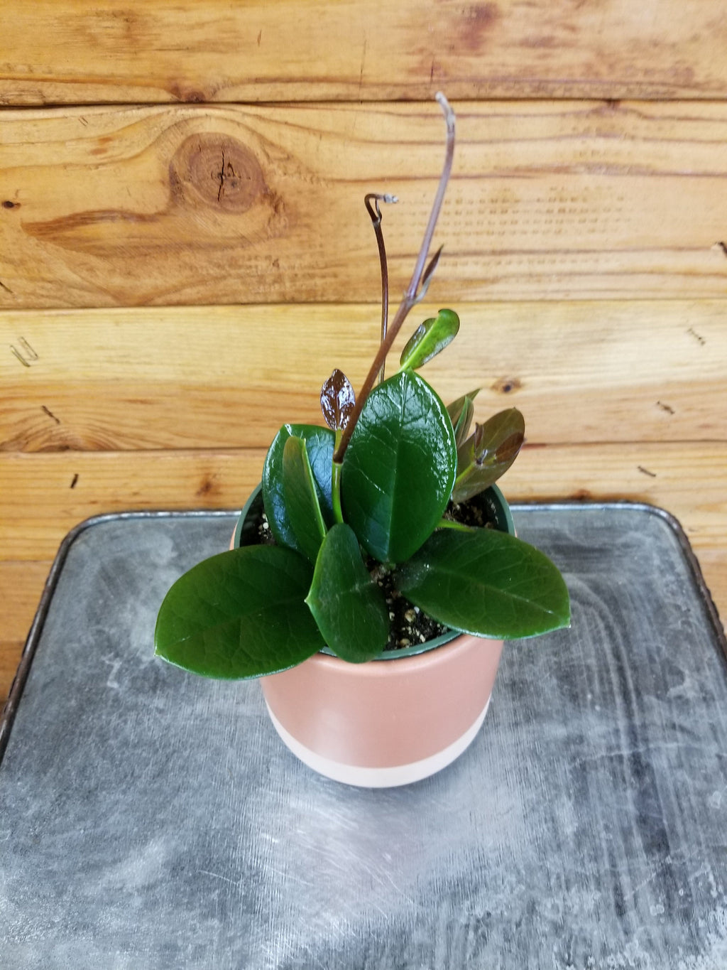 Hoya Australis, 4" Plant