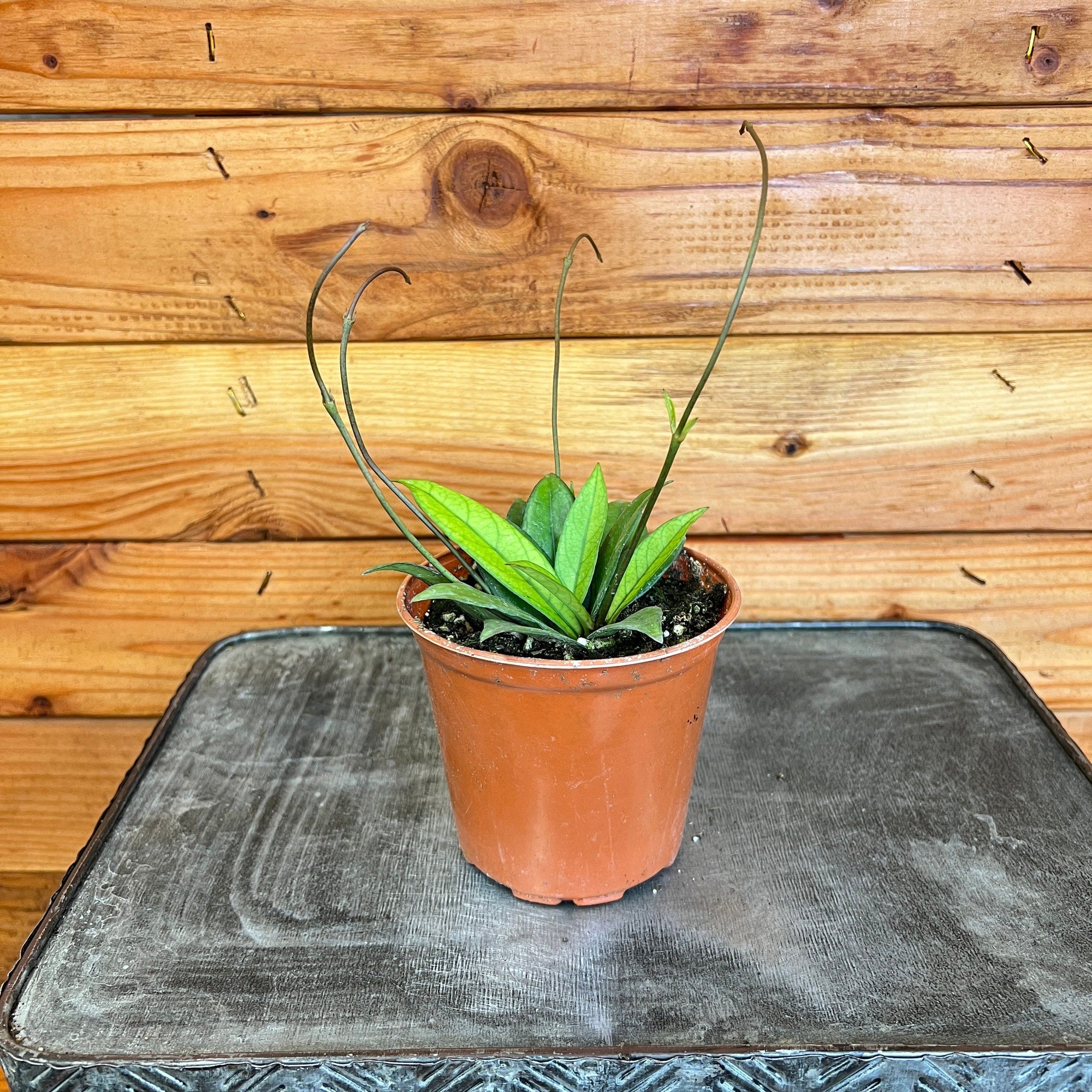Hoya Crassipetiolata Little Splash, 4" Plant