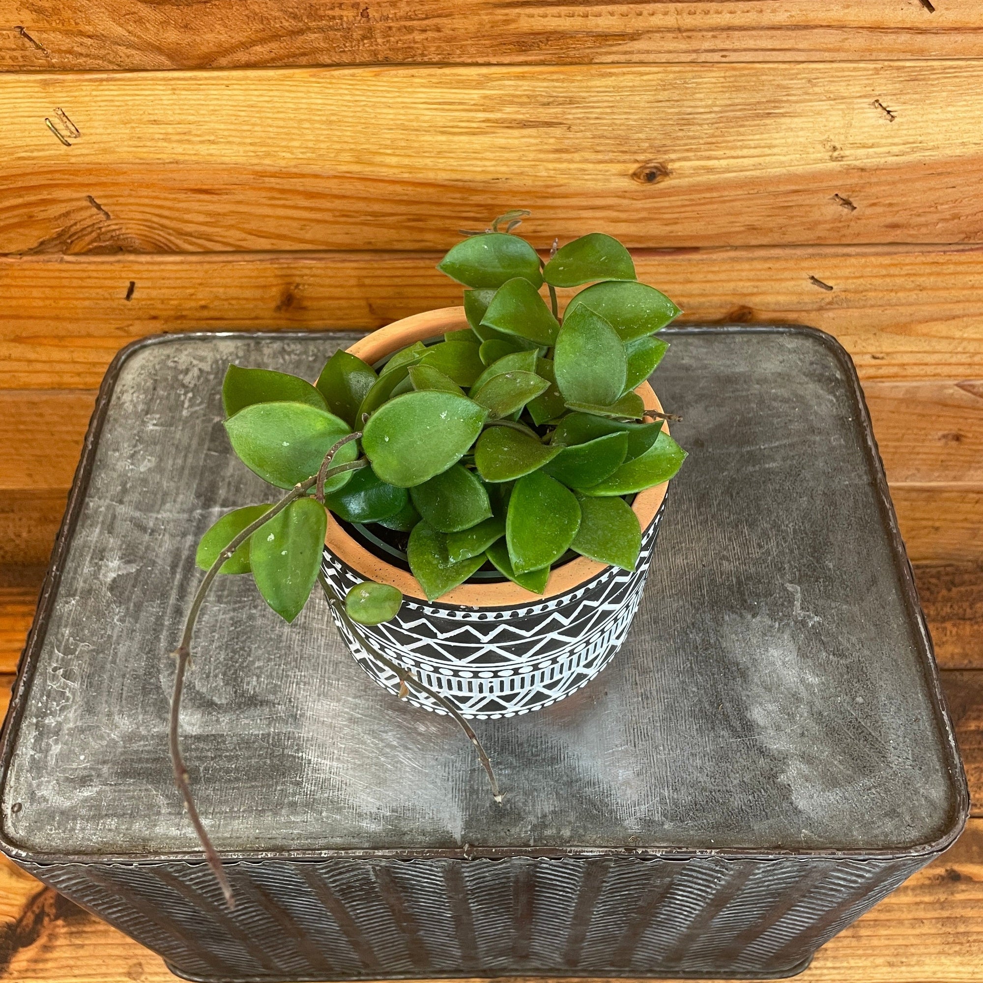 Hoya CV Chouke, 4" Plant