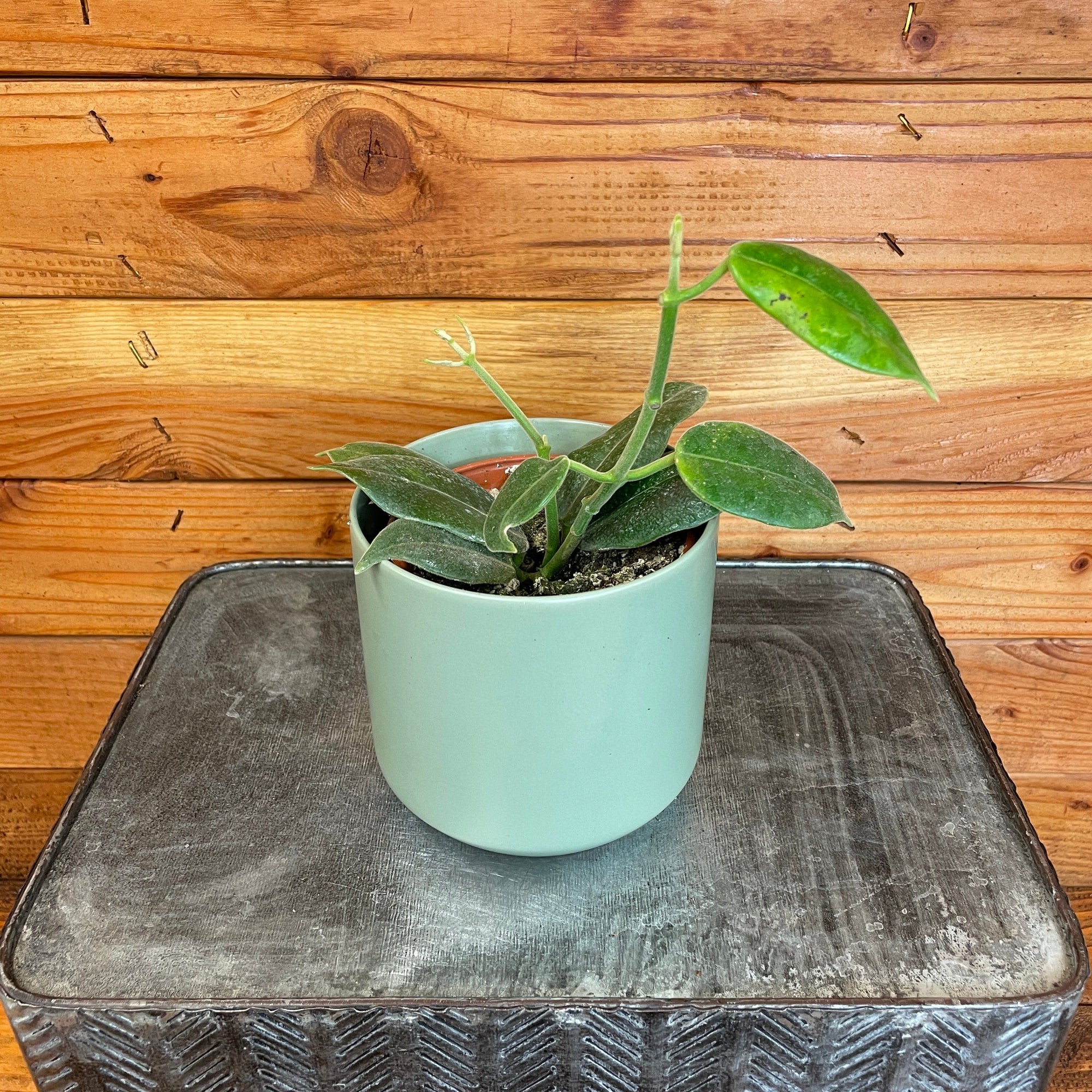 Hoya CV Optimistic, 4" Plant