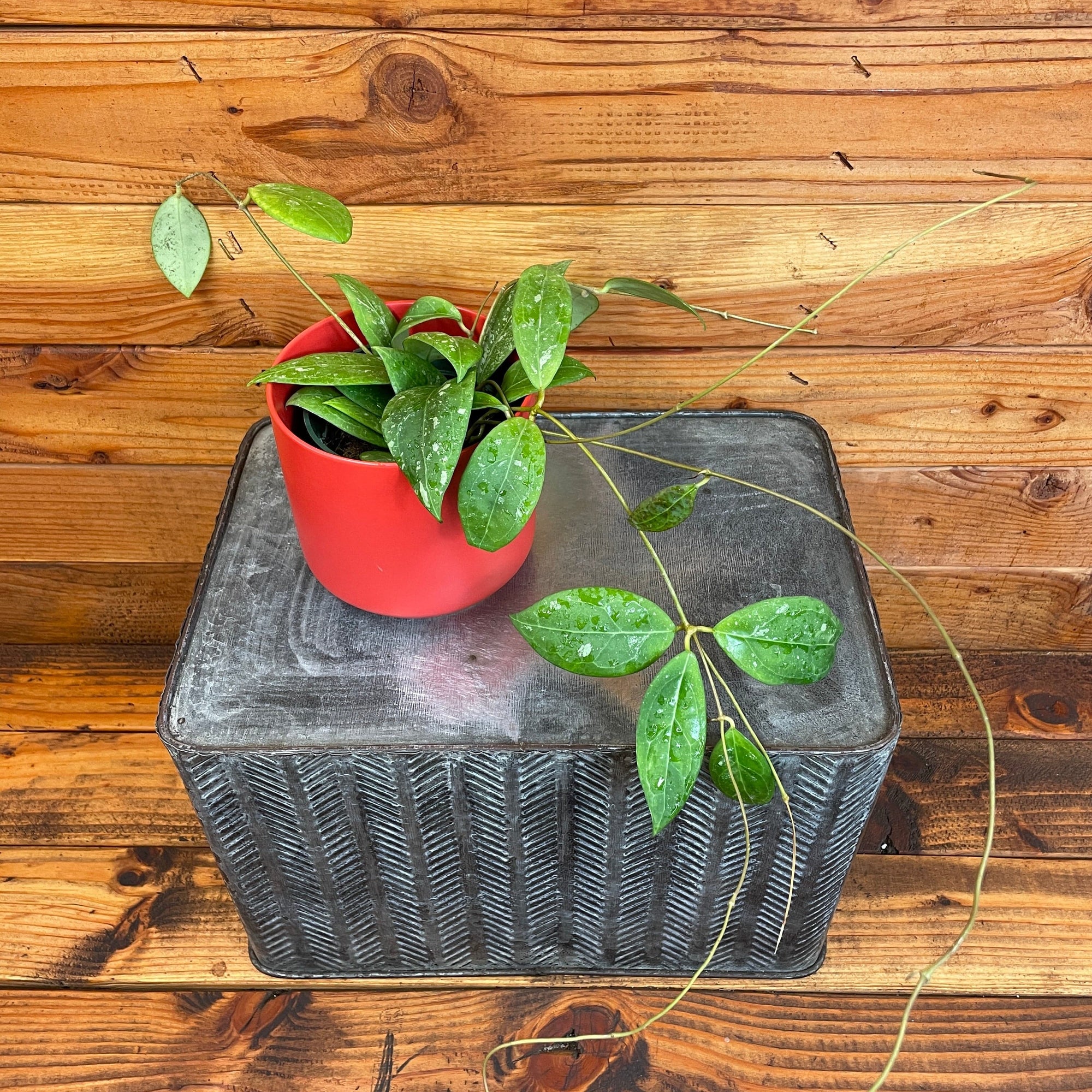 Hoya Erythrostemma Splash, 4" Plant