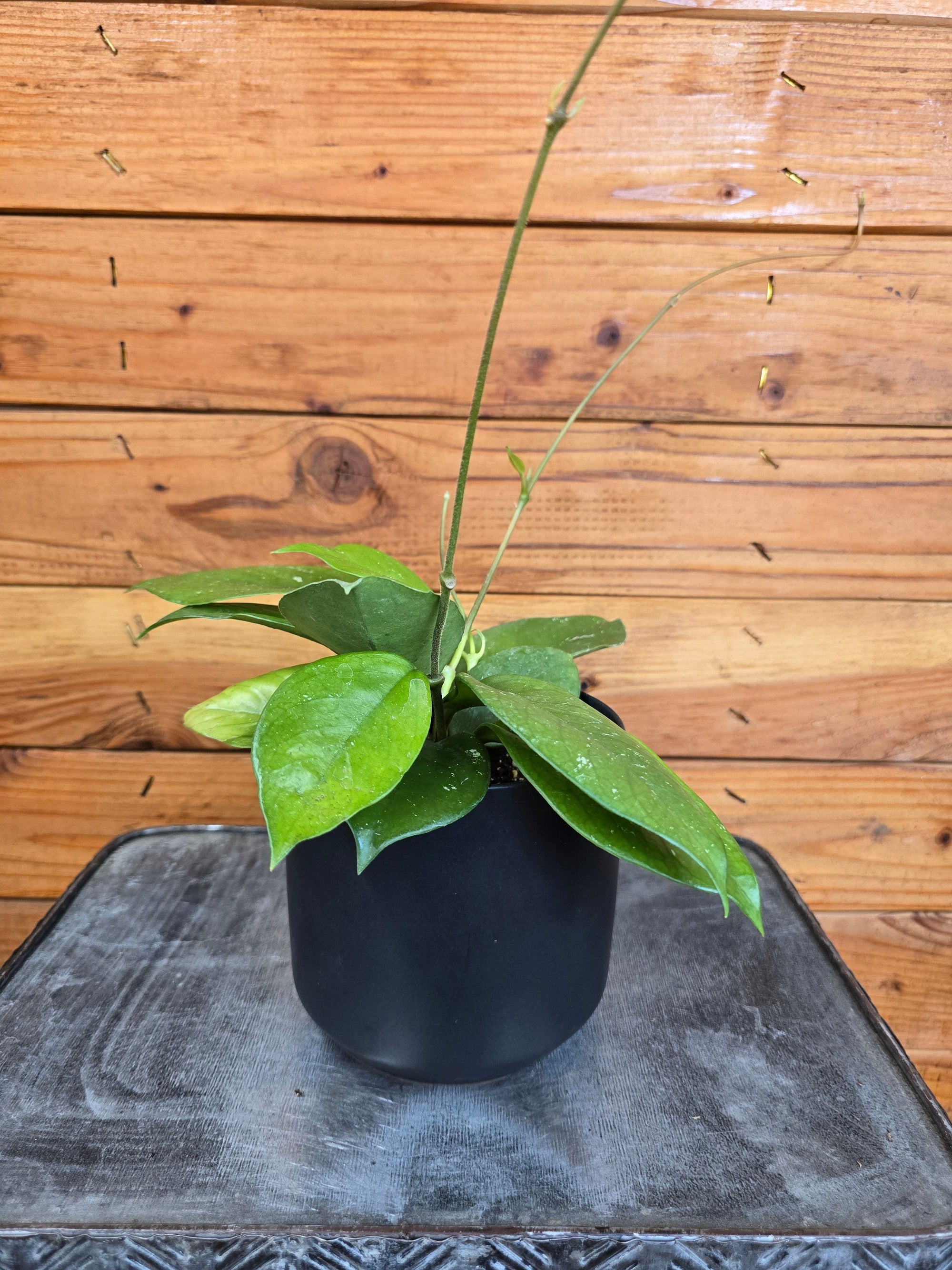 Hoya Pubicalyx x Fungii, 4" Plant