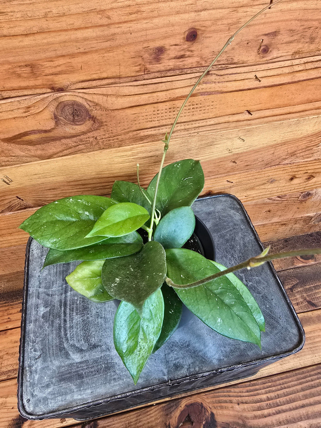 Hoya Pubicalyx x Fungii, 4" Plant