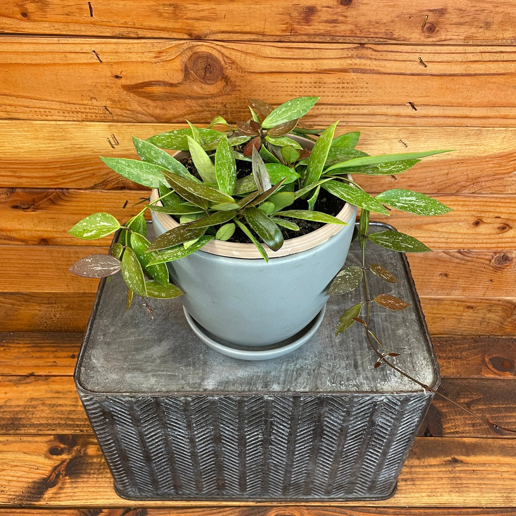 Hoya Gracilis, 6" Plant