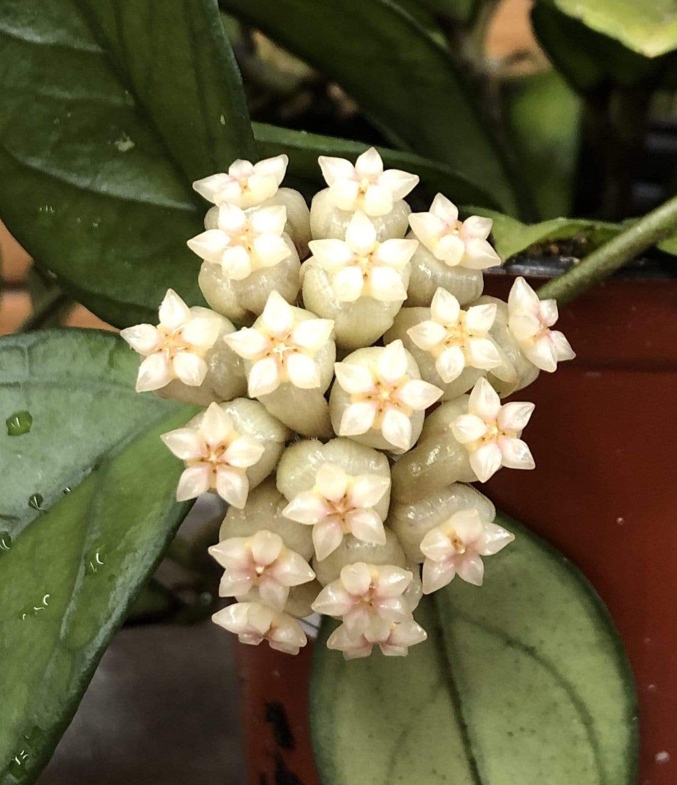 Hoya Hainanensis, 6" Plant