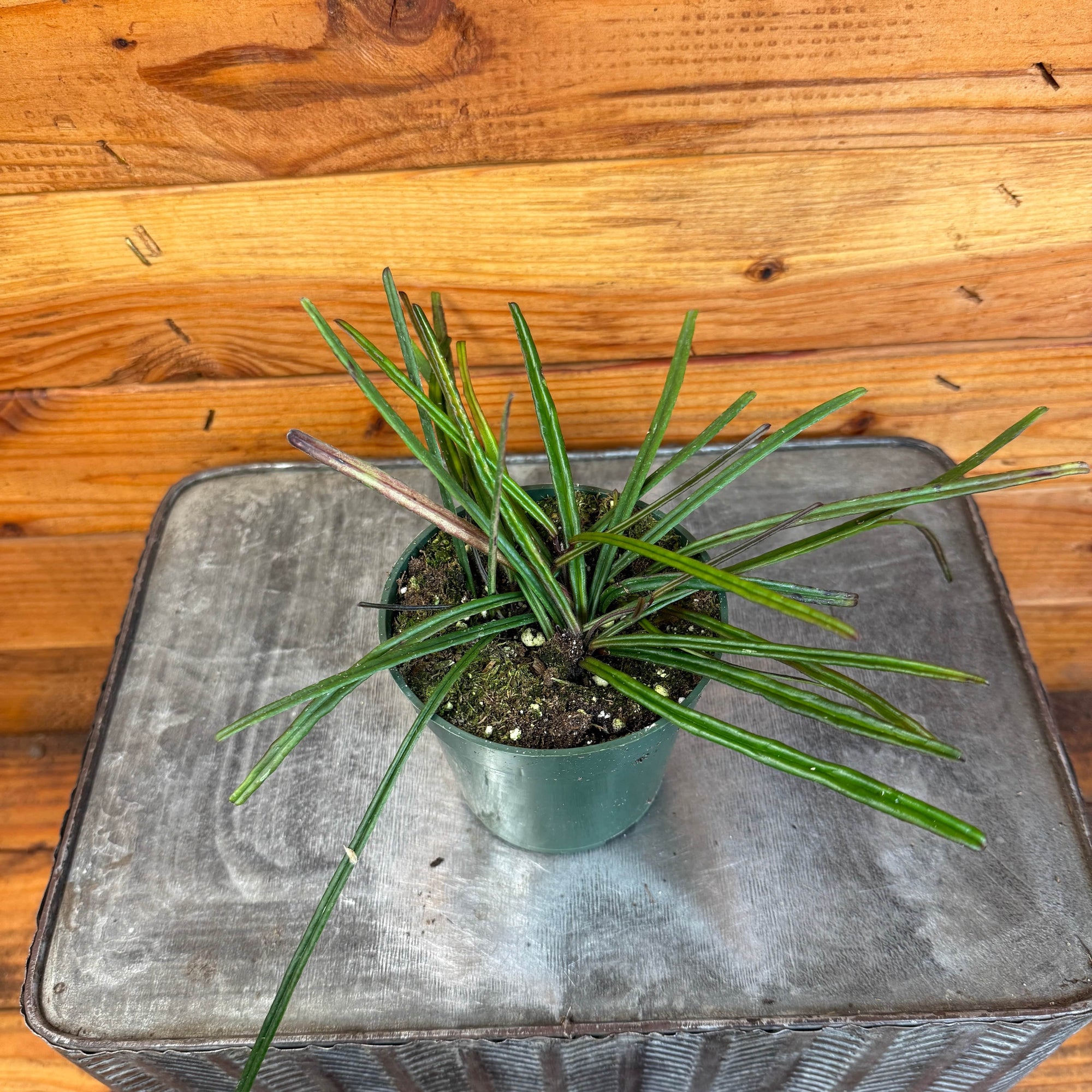 Hoya Insularis, 4" Plant