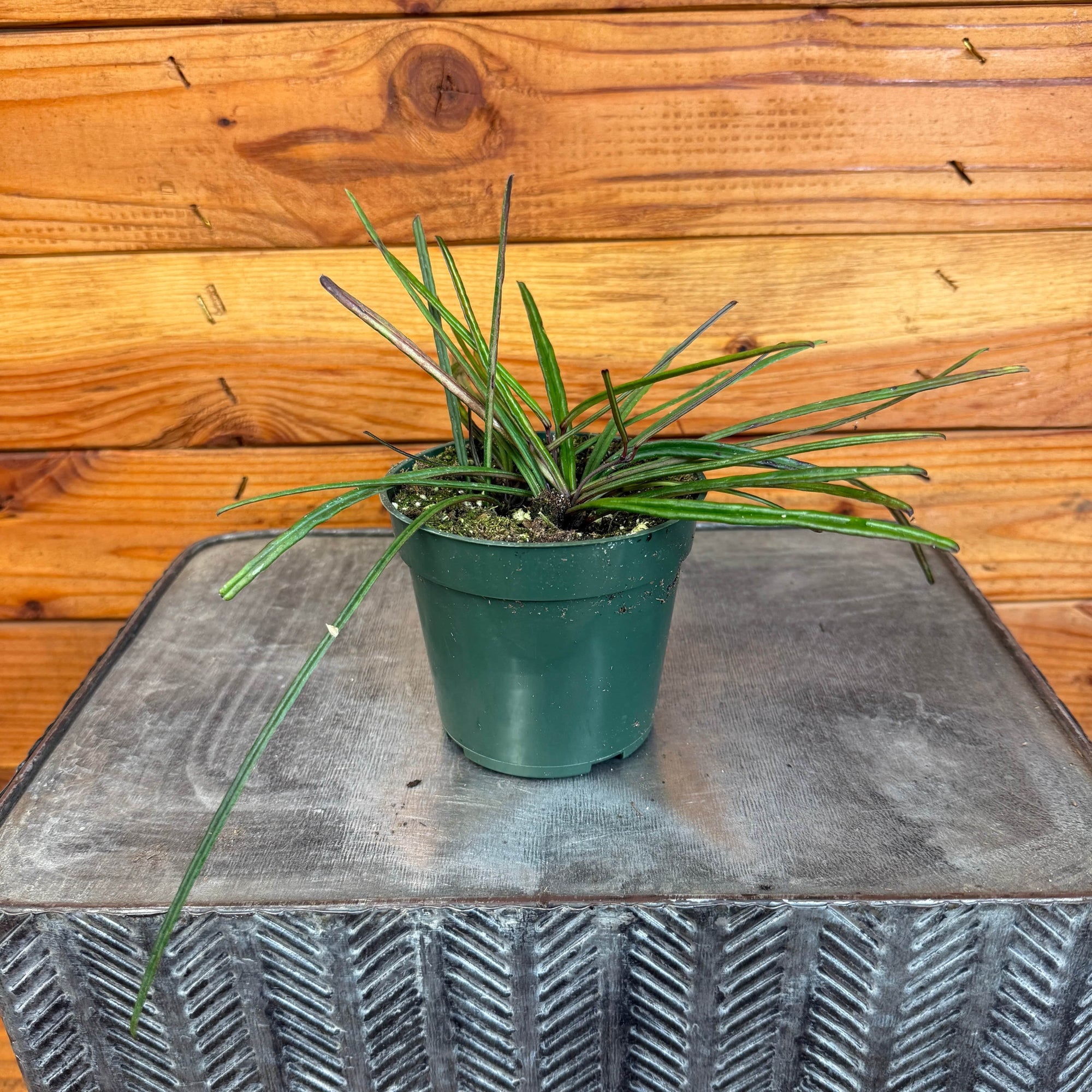 Hoya Insularis, 4" Plant