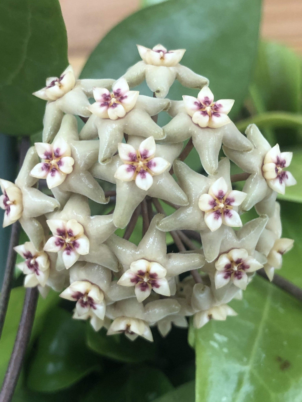 Hoya Limoniaca, 2" Plant