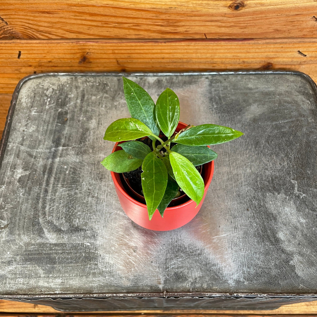 Hoya Limoniaca, 2" Plant
