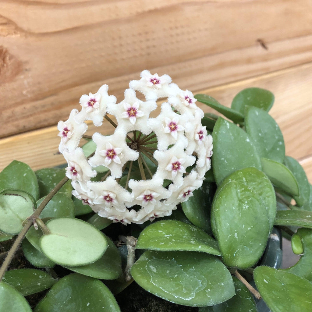 Hoya Mathilde, 2" Plant