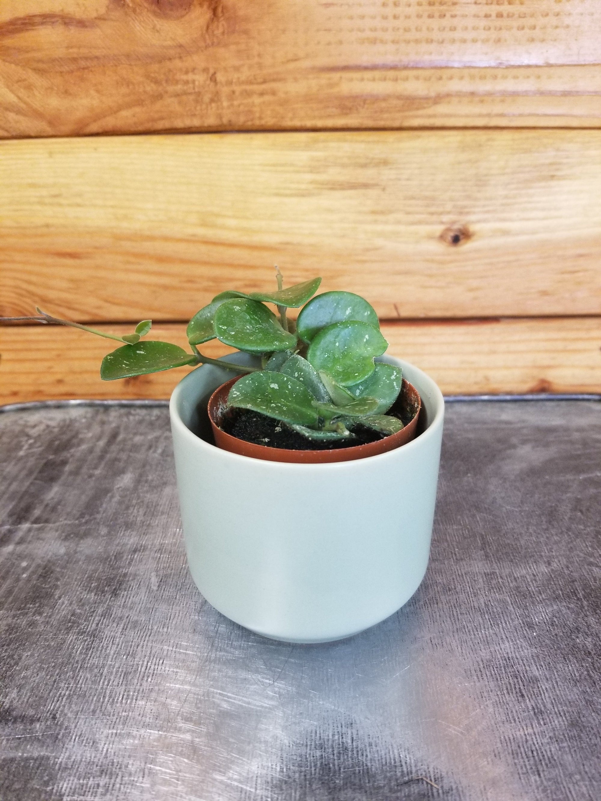 Hoya Mathilde, 2" Plant