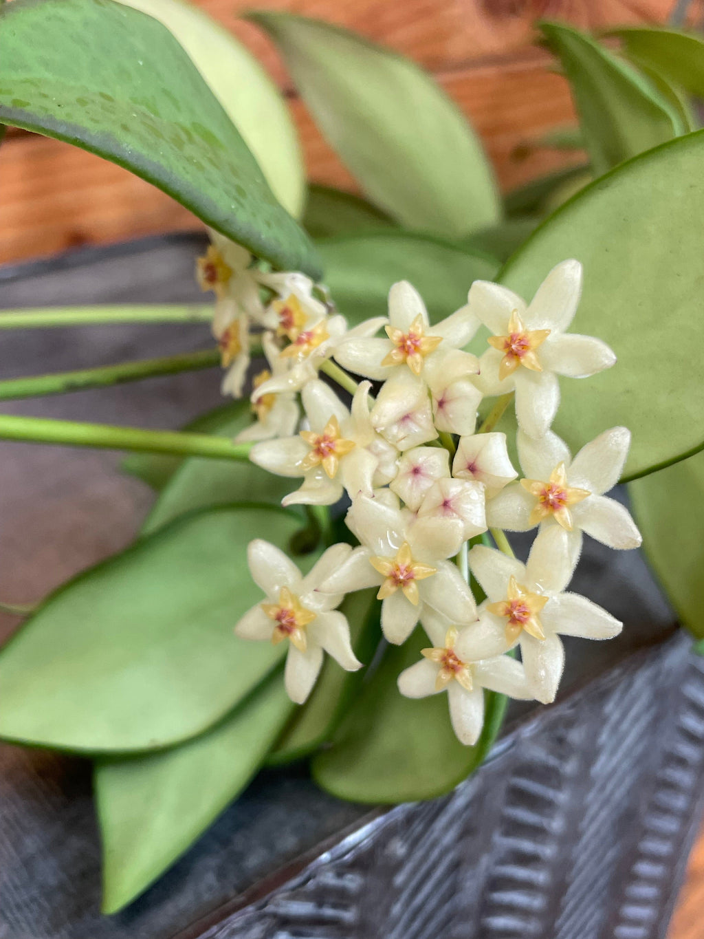 Hoya Minahassae, 2" Plant