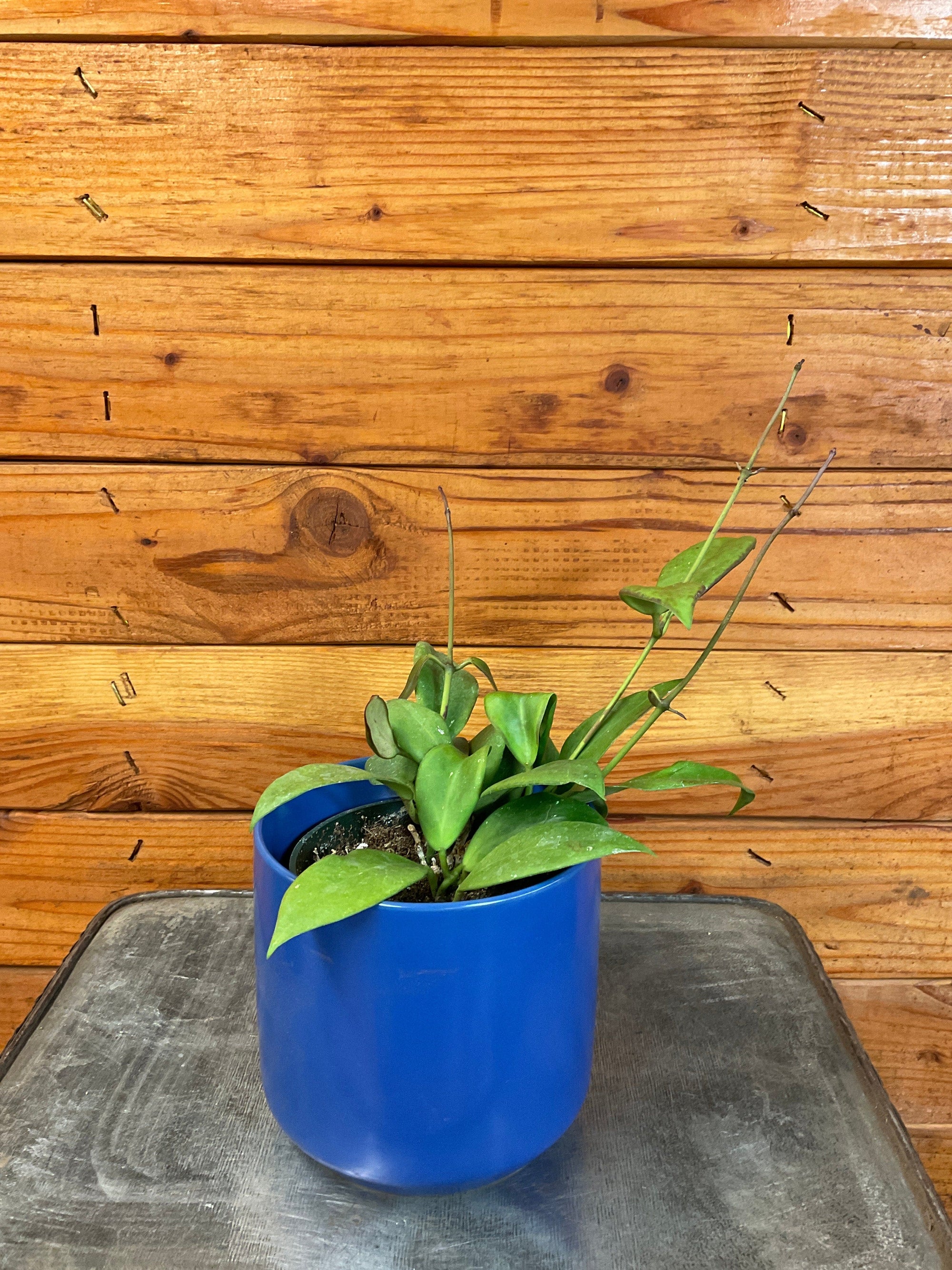 Hoya Minahassae, 4" Plant