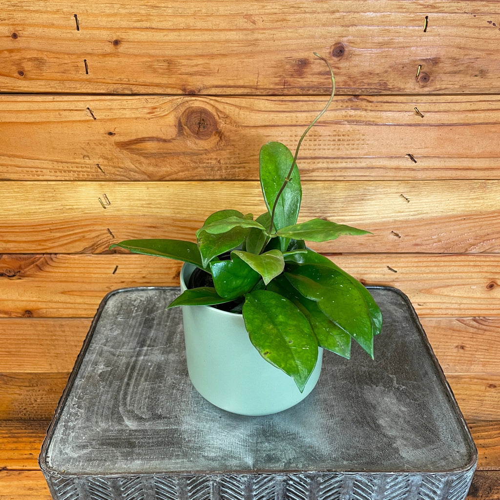 Hoya Mindorensis Pink, 4" Plant