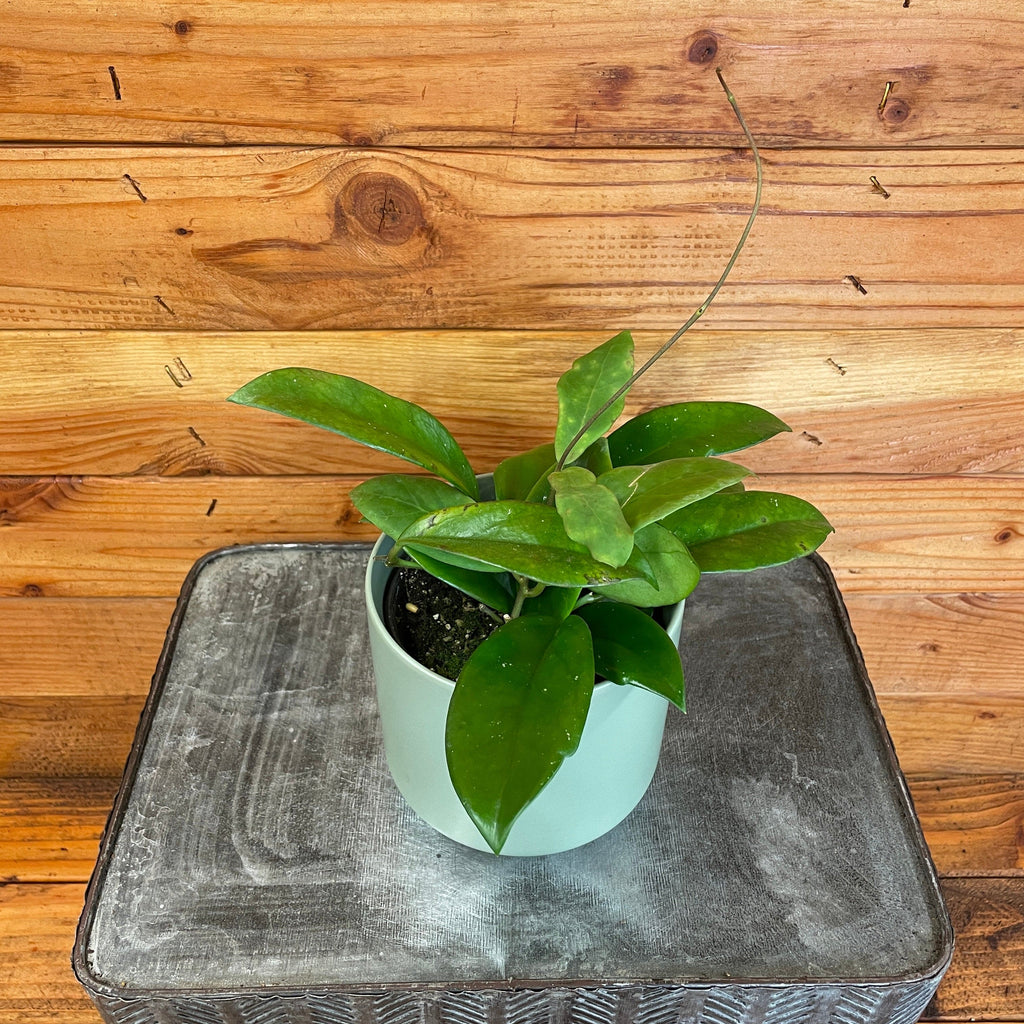 Hoya Mindorensis Pink, 4" Plant