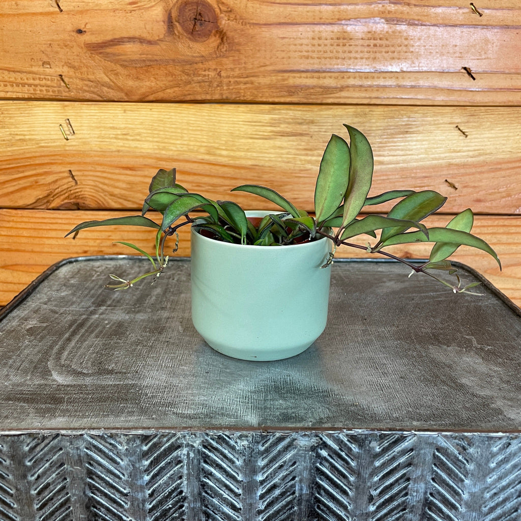 Hoya Rosita, 2" Plant