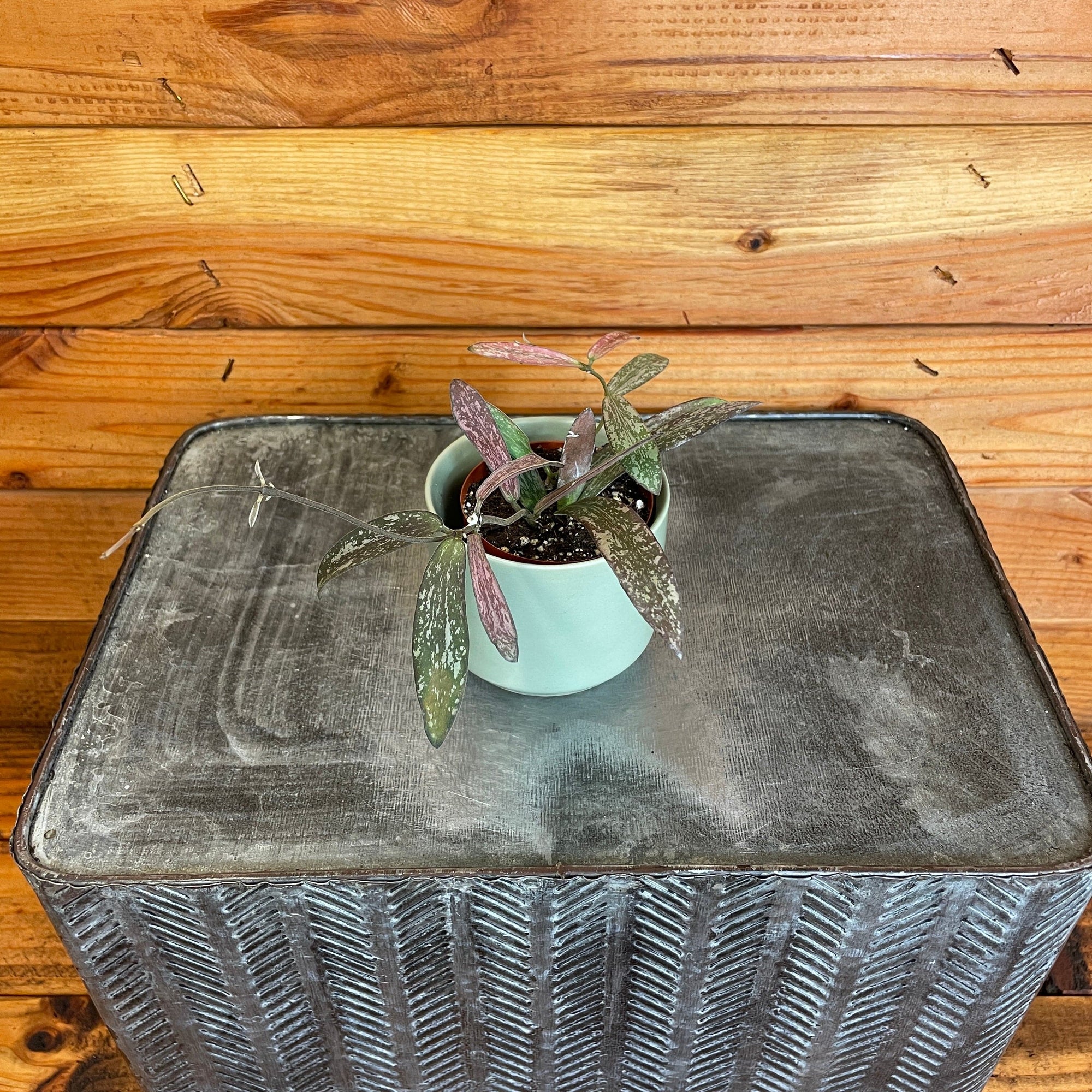 Hoya Sigillatis, 2" Plant