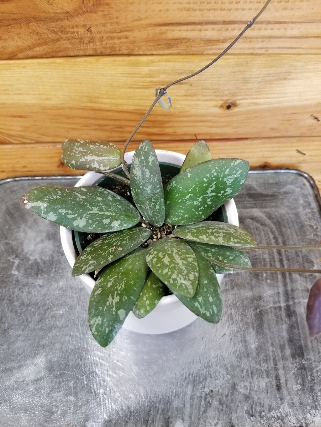 Hoya Sigillatis AH 001 sp. Borneo, 4" Plant