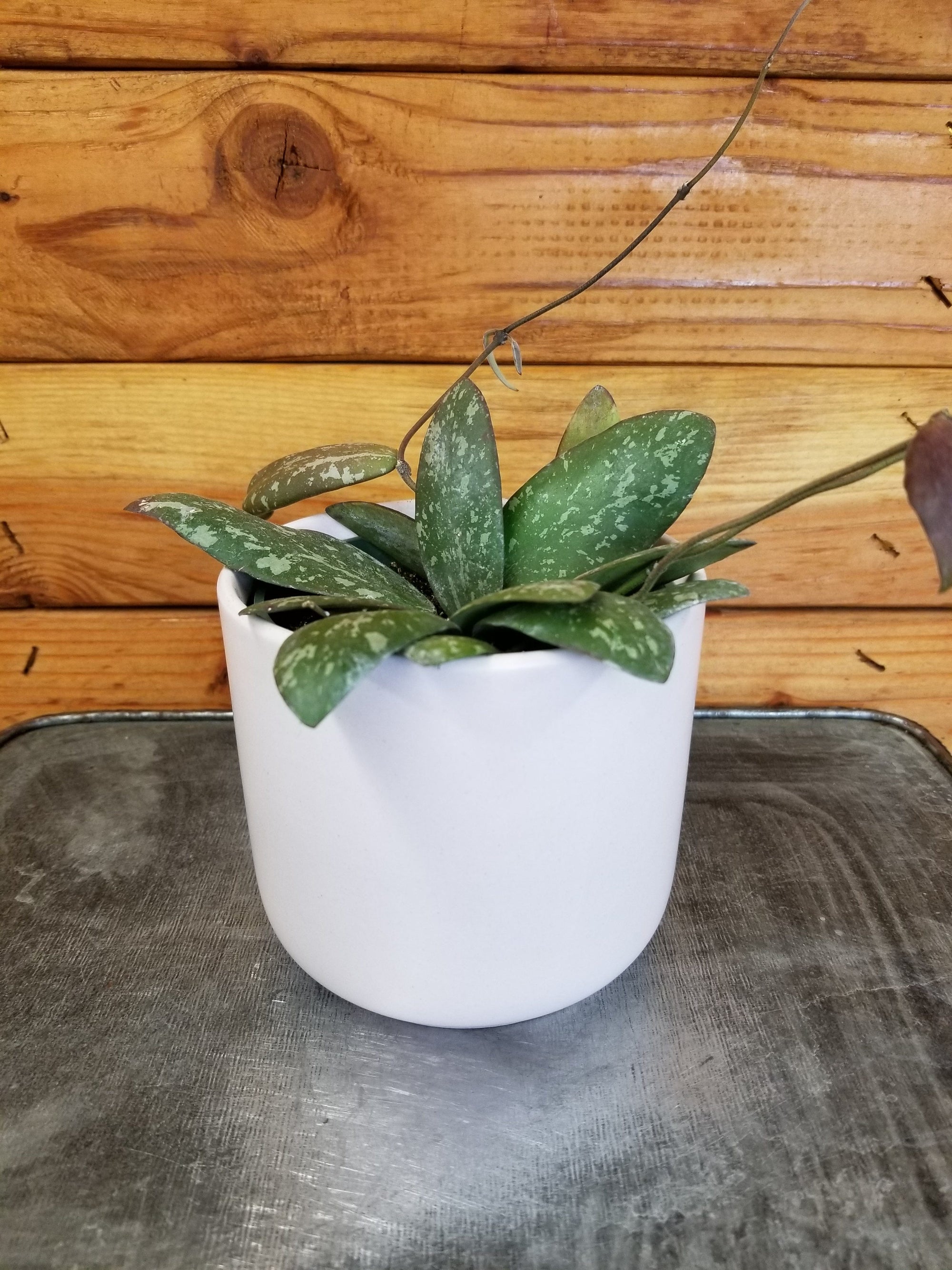 Hoya Sigillatis AH 001 sp. Borneo, 4" Plant